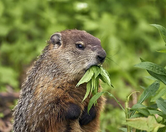 Adult groundhog eating green leaves.