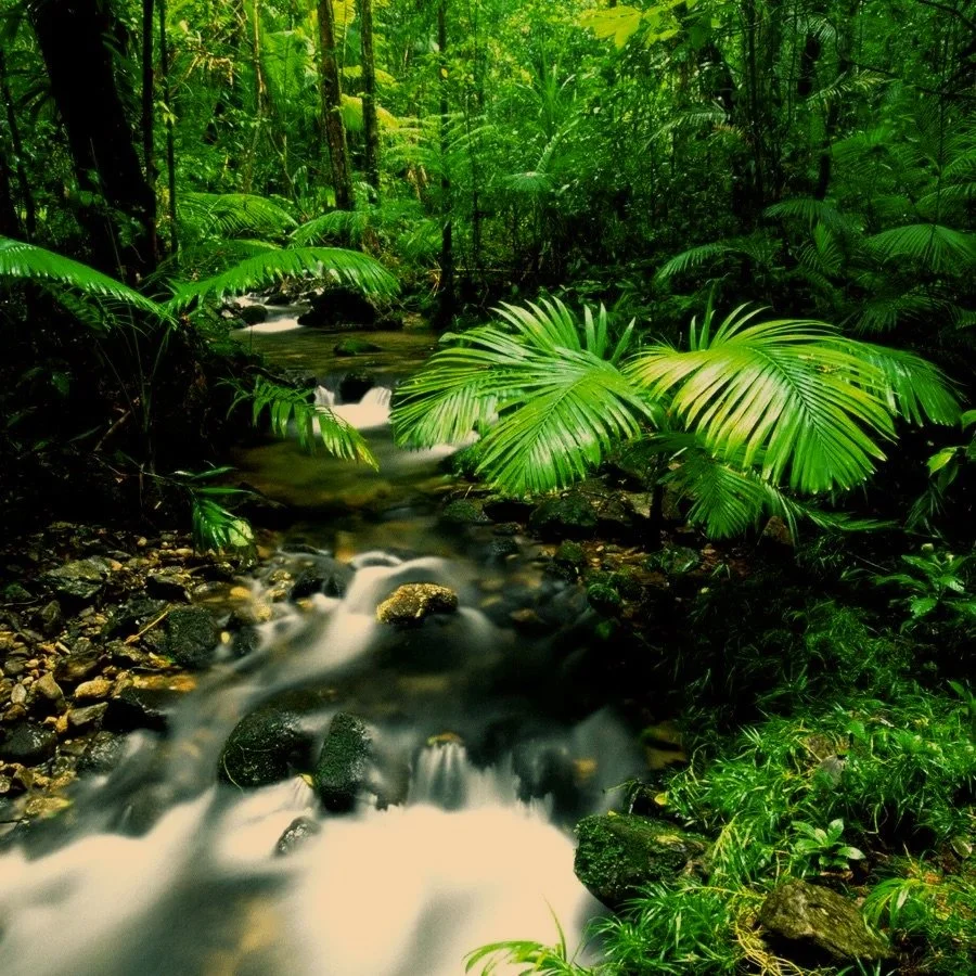rainforest.jpg
