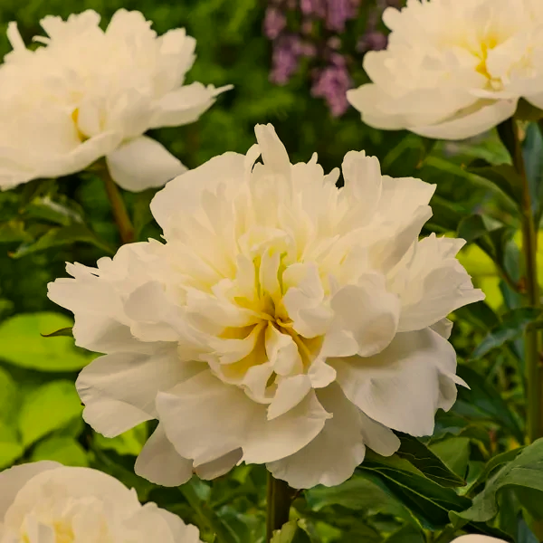 Peony-Rose-Duchesse-De-Nemours-2024-PKPRODDN.jpg.png