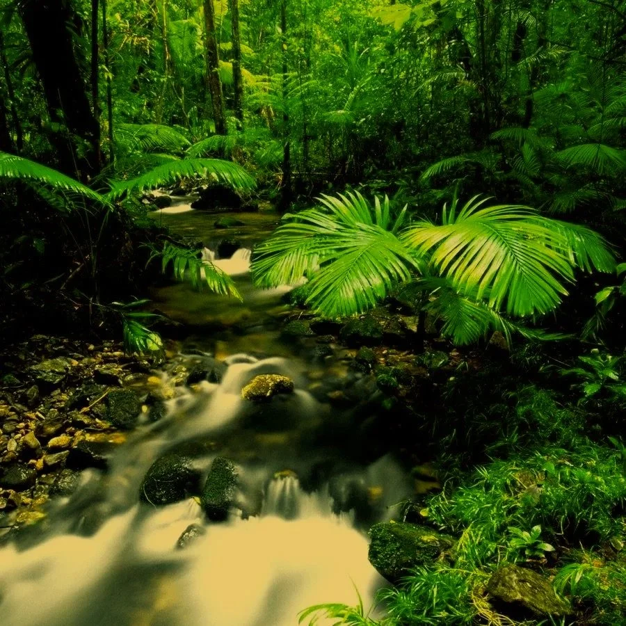 rainforest.jpg