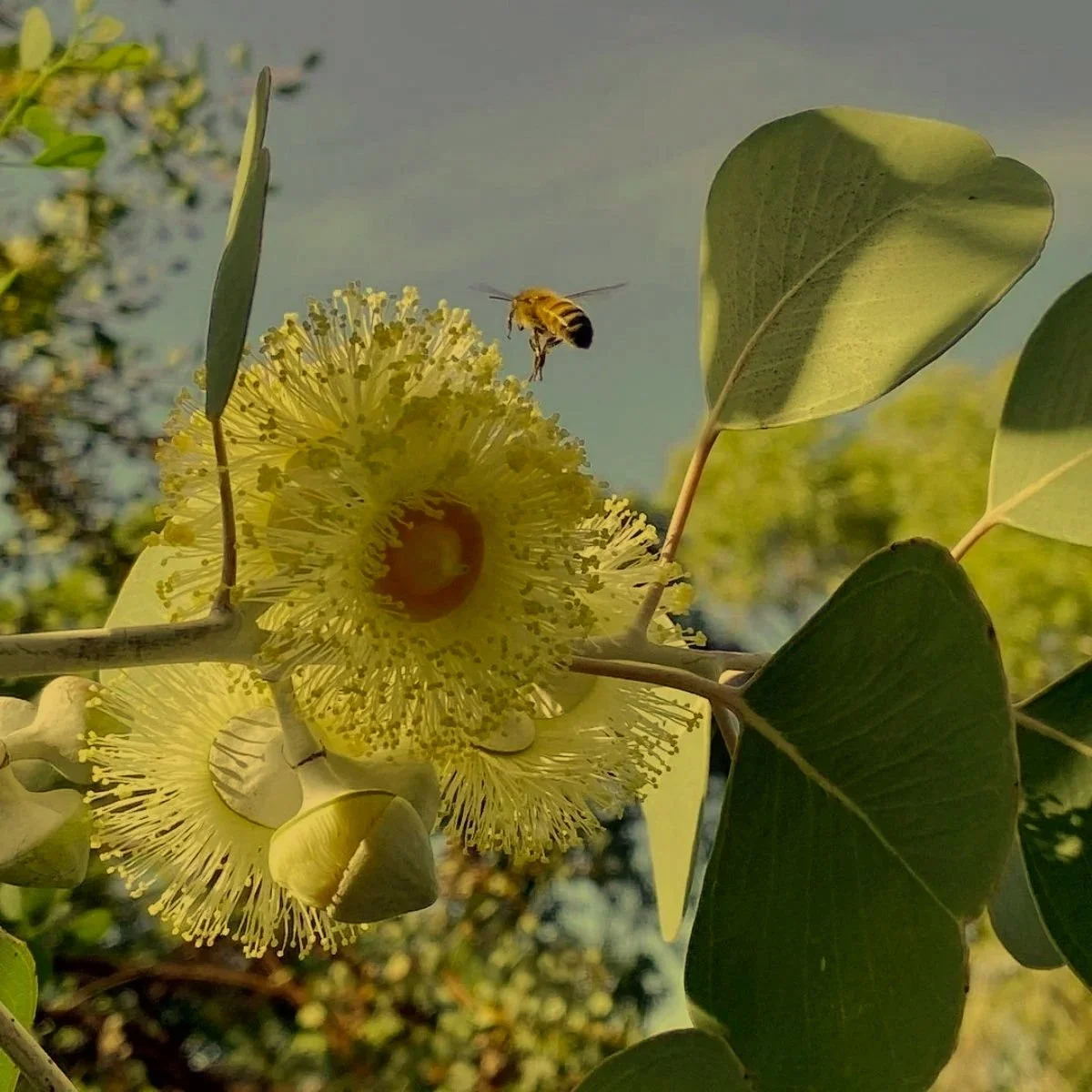 Aus%2BBush%2Bw%2Bbee.jpg