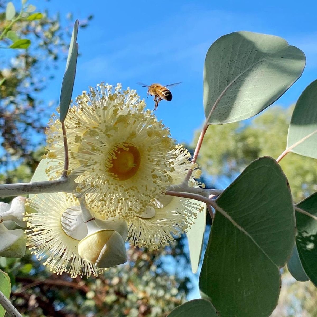 Aus Bush w bee.jpg