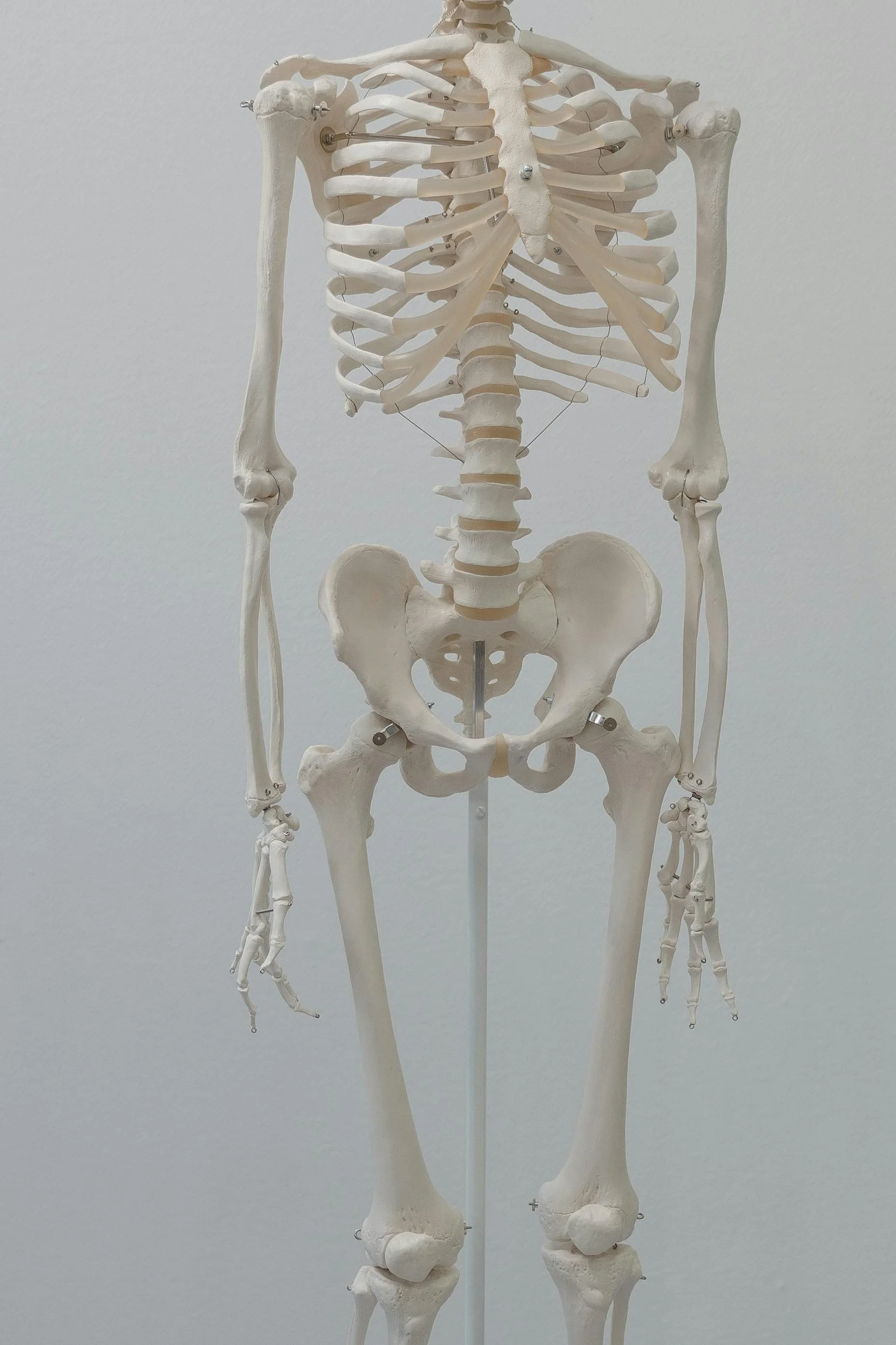 Skeleton showing pelvic bony anatomy