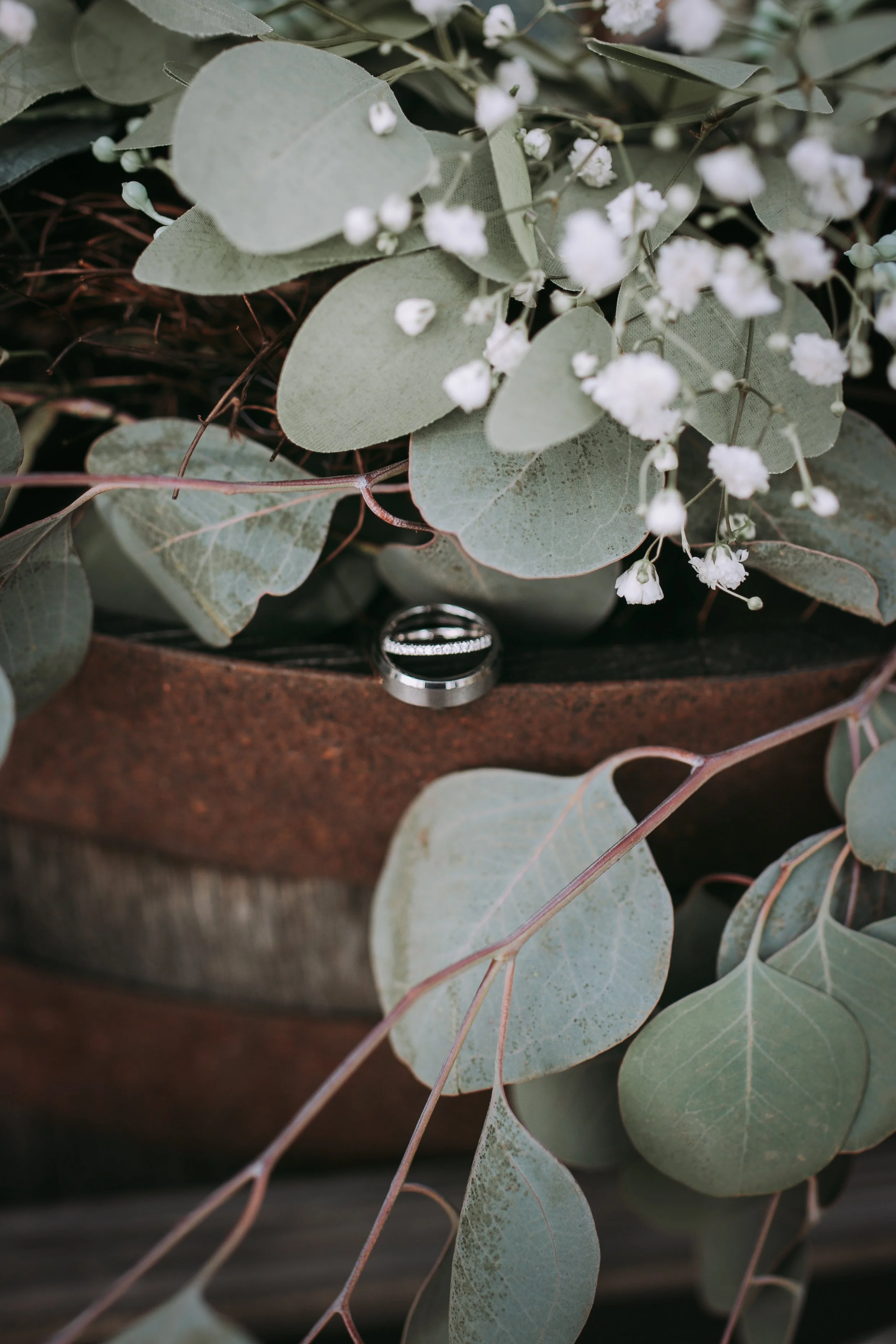 Close-up of eucalyptus leaves with small white flowers in a rusty pot.