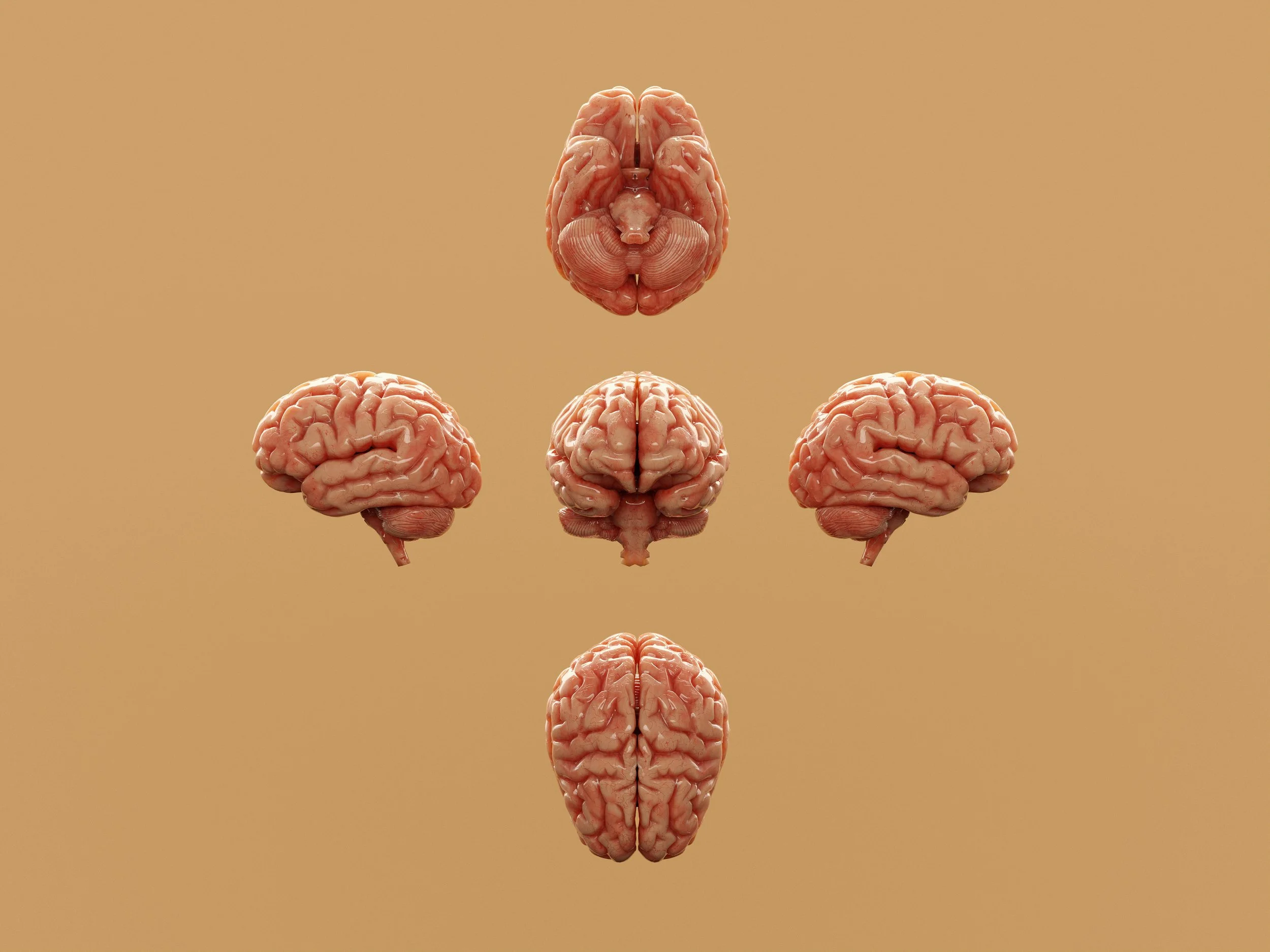 Image of five brains in a system. One centered, and one at each of the cardinal directions.