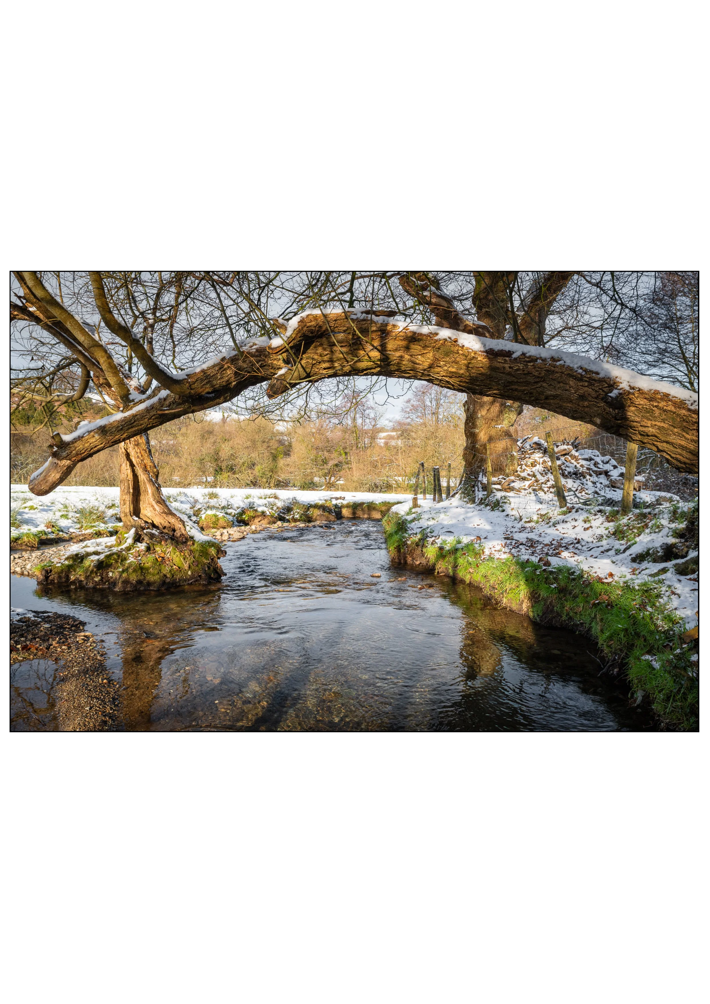A snowy landscape featuring a stream with clear water, bordered by snow-covered grassy banks and trees, including a large leaning tree extending over the water.