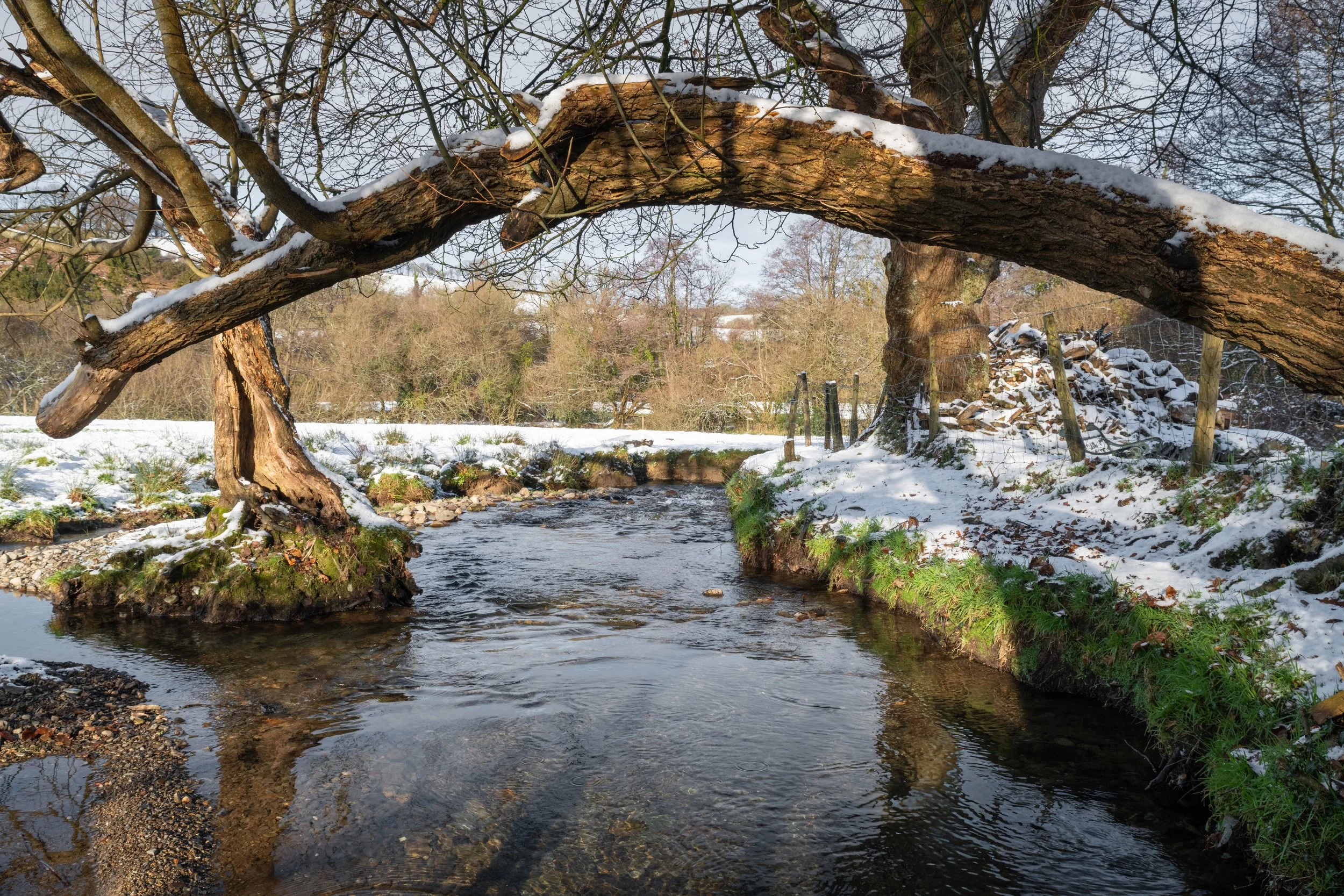 Tree Bridge