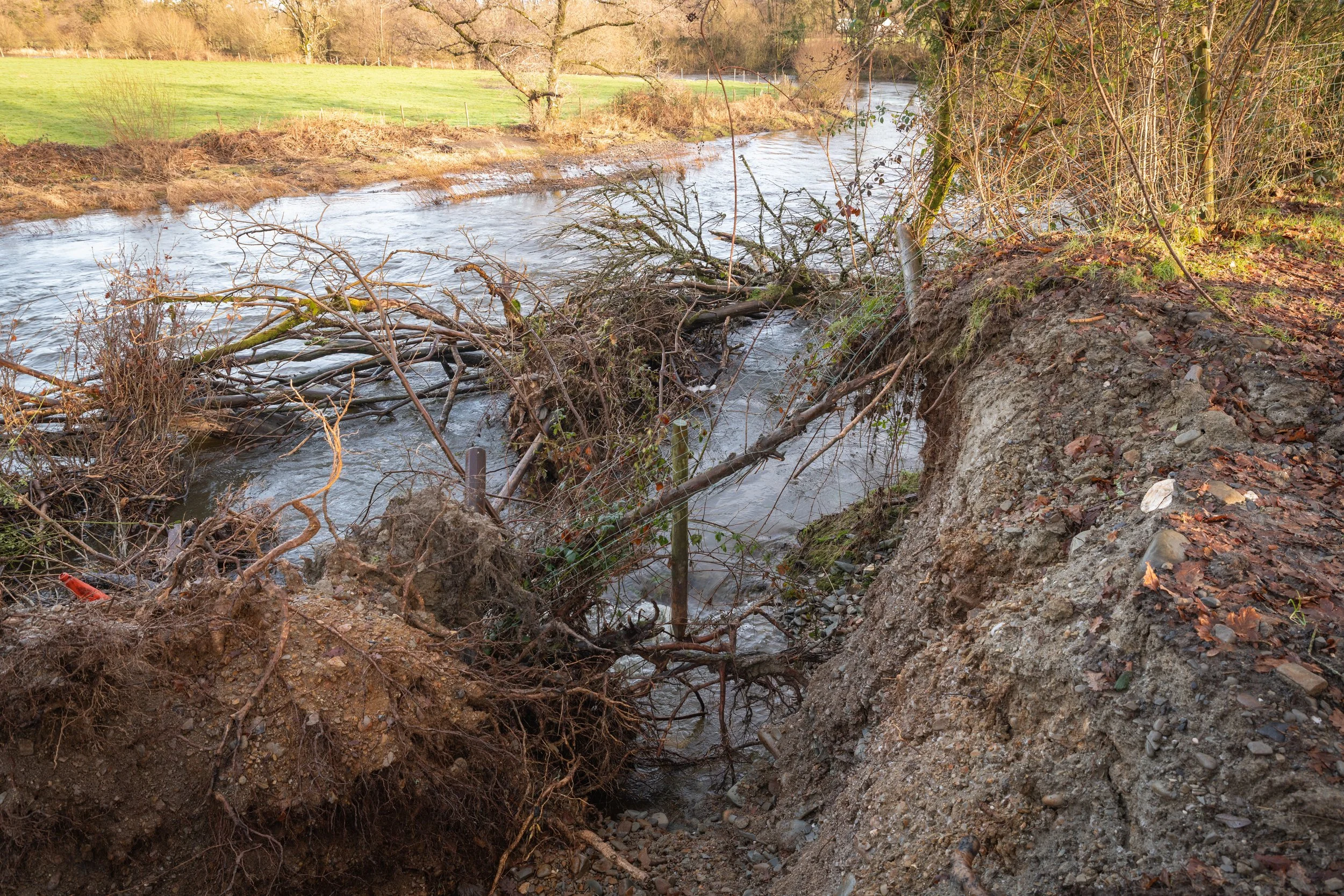Eroded river bank taking a fallen tree, washed up debris along the bank edges.