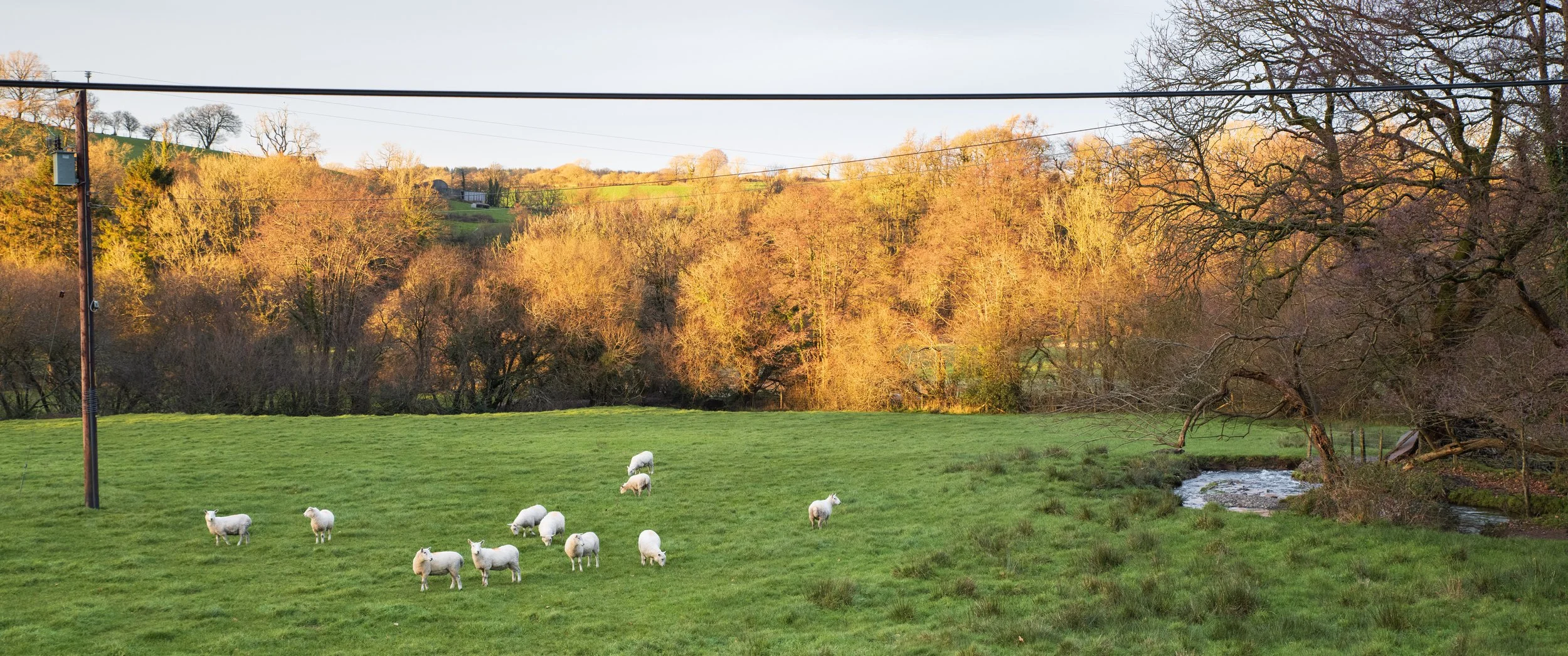 Green pasture with sheep grazing, a stream, leafless trees, and rolling hills in the background during sunset.