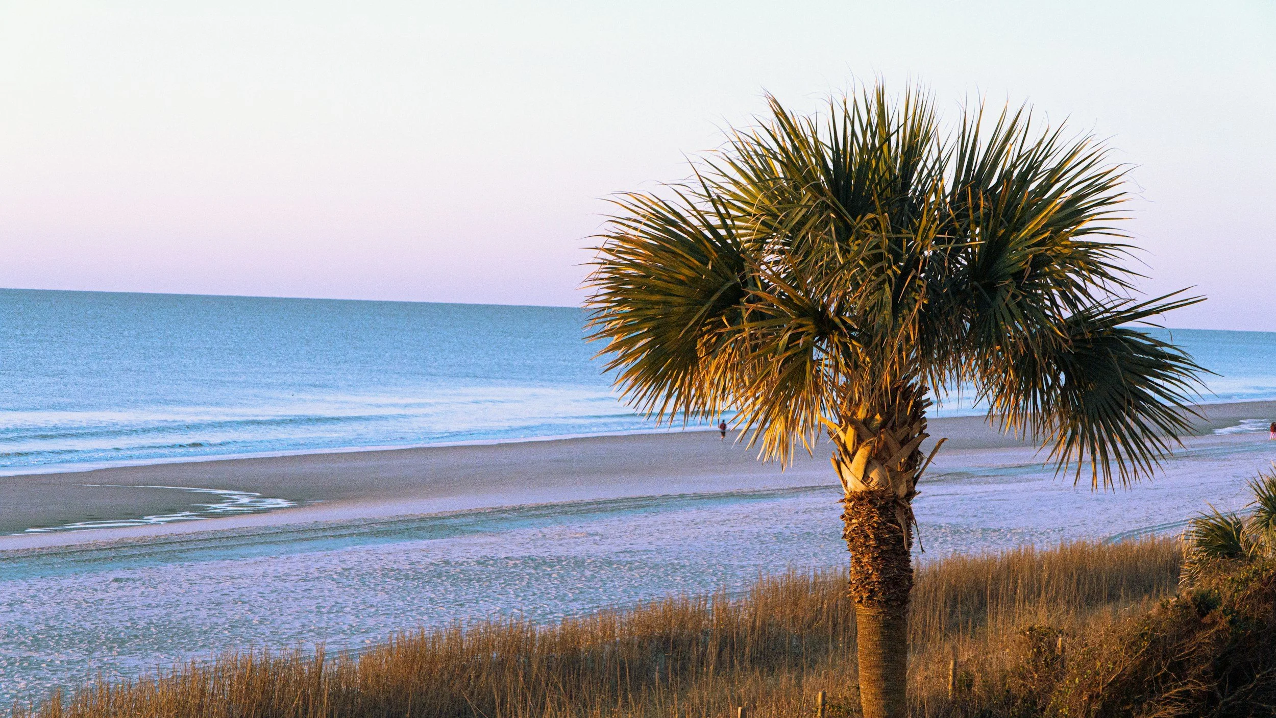 A beach scene with a palm tree in the foreground, sandy shore, and ocean waves in the background, under a clear sky.