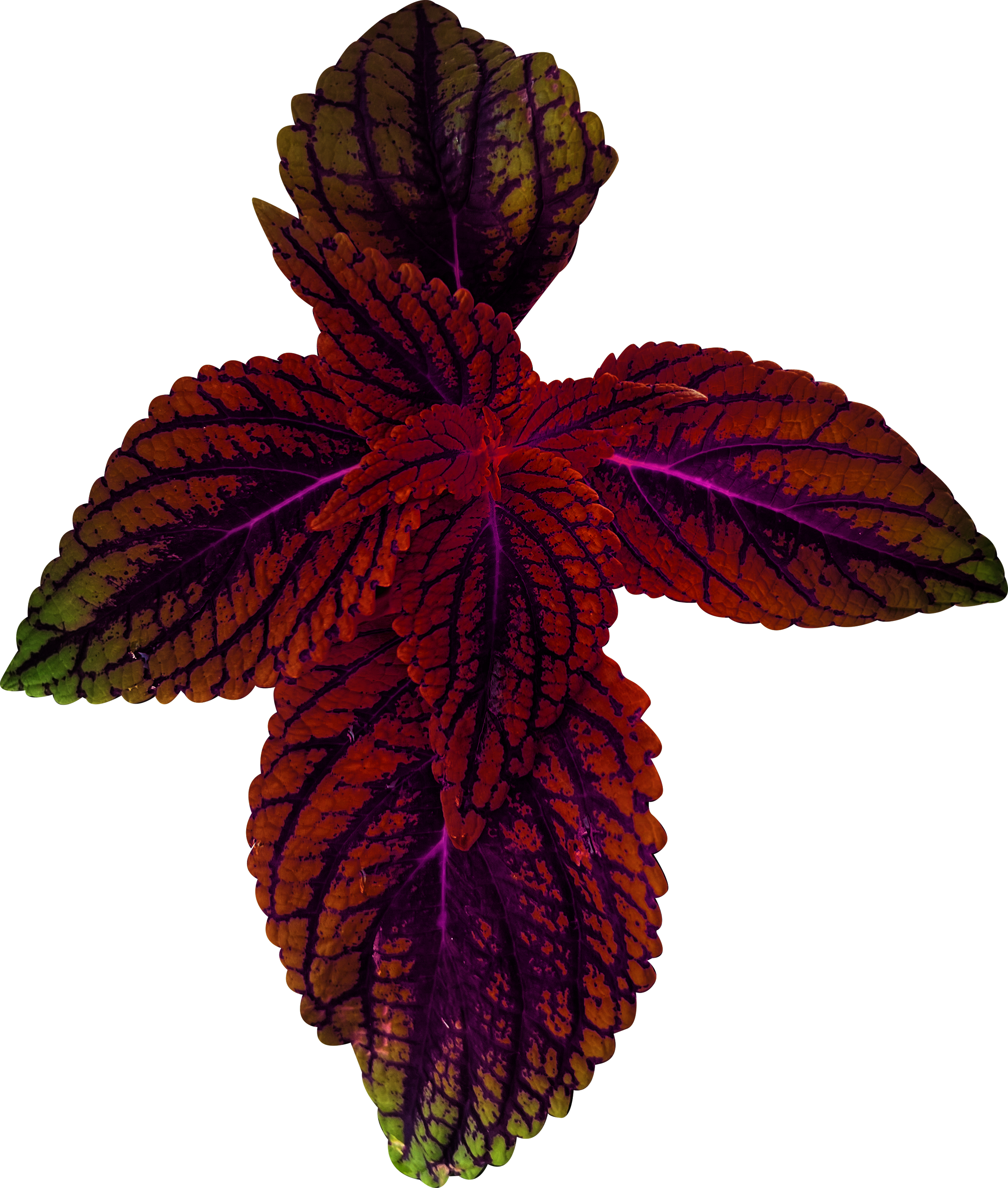 Close-up of colorful marbled leaves with purple, red, green, and orange veins.