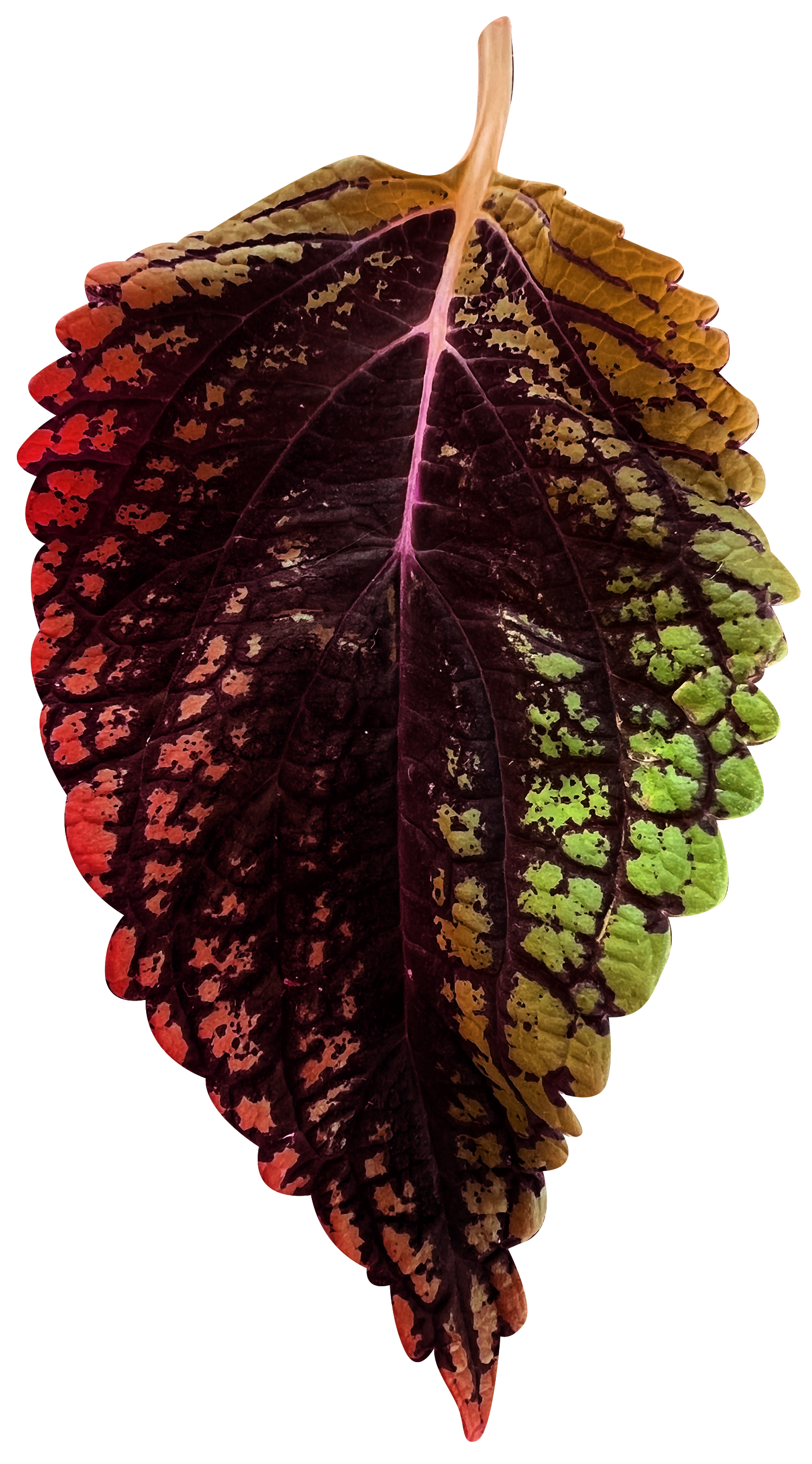 A colorful leaf displaying shades of green, yellow, purple, and red with variegated patterns and a prominent central vein.