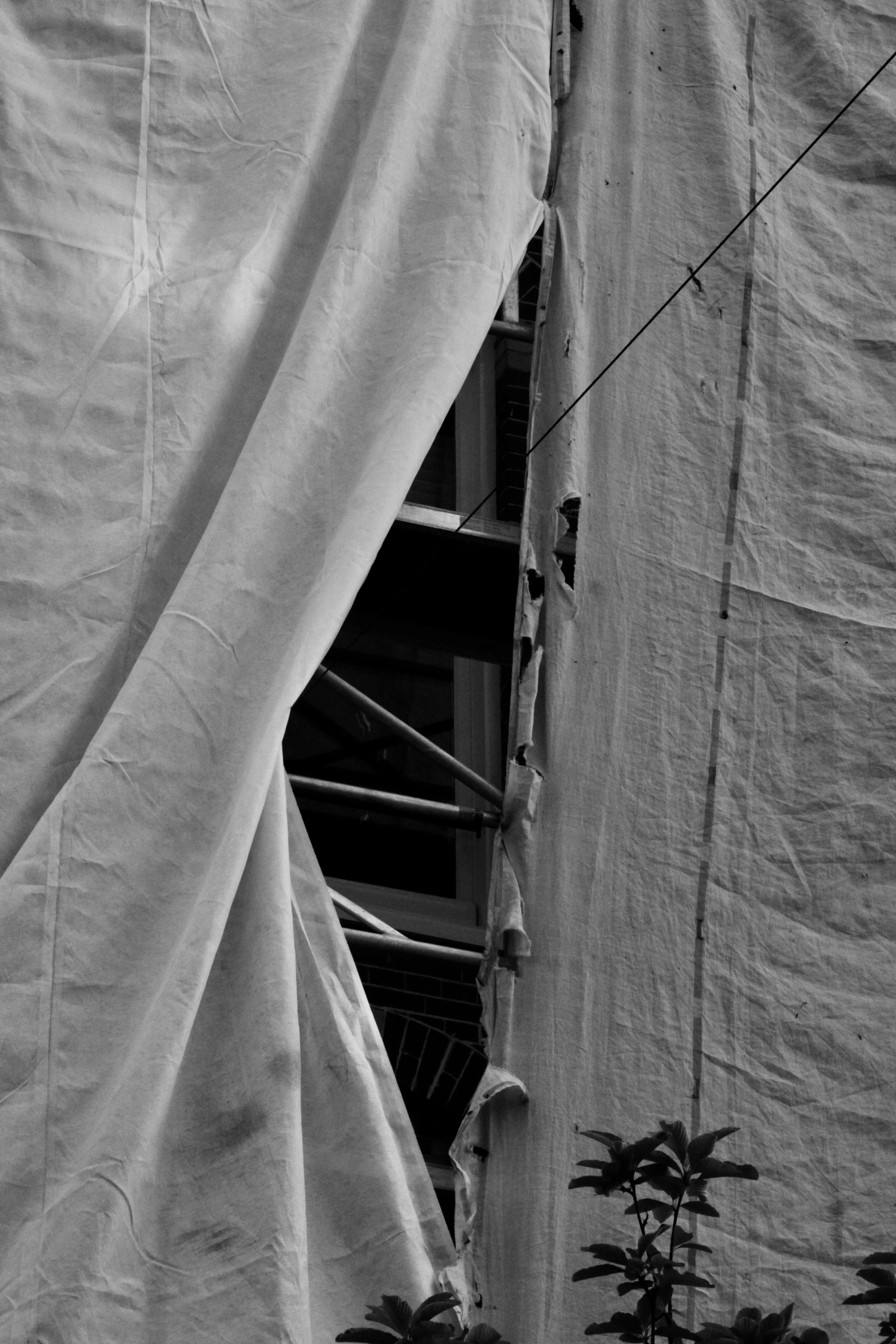 Black and White _ Series Lines _ 2025