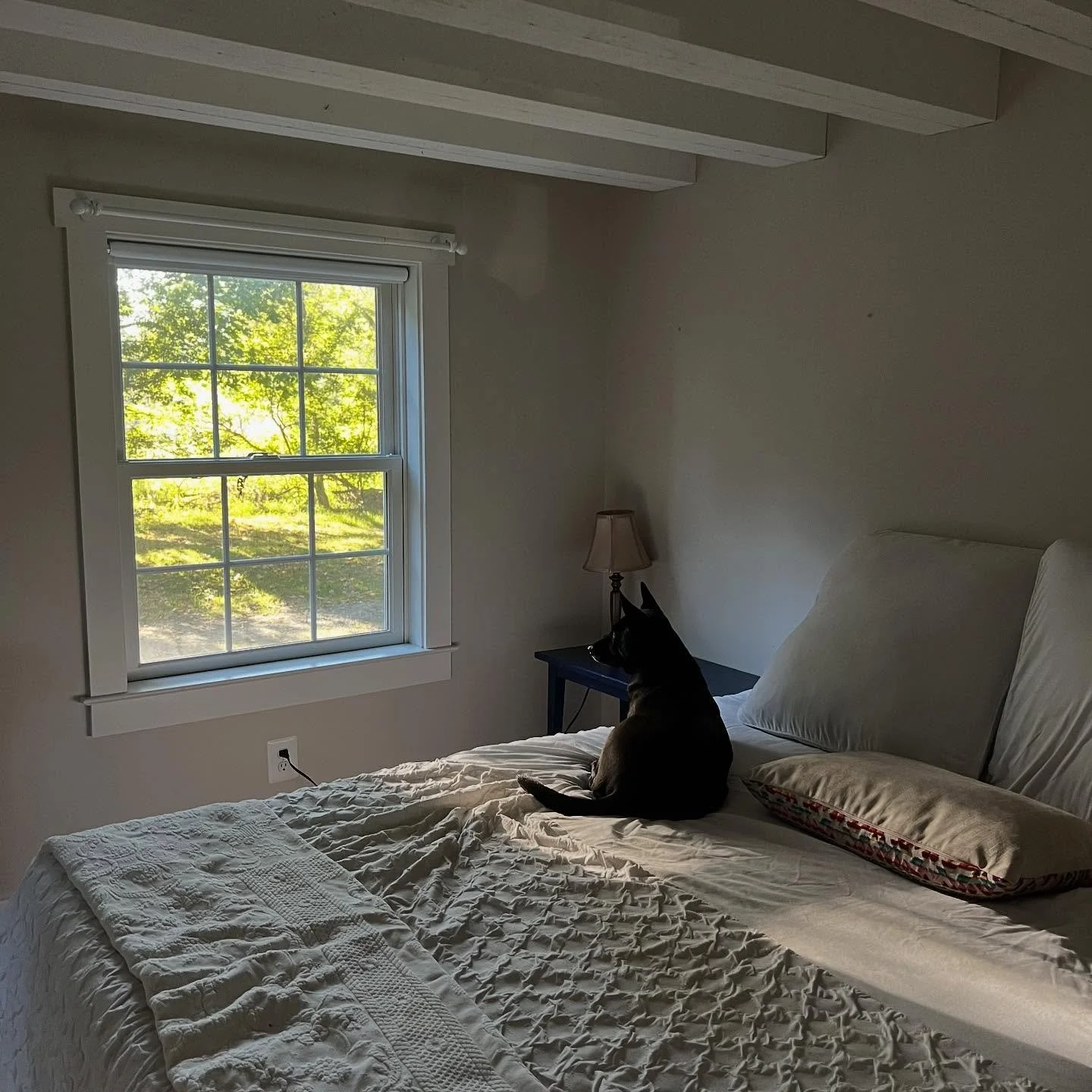 Just a pointy girl
Standing (laying) in front of a window
Asking her dad why he is jumping an F250 in the driveway instead of giving her attention.

#loudouncountyva #dogsofvirginia