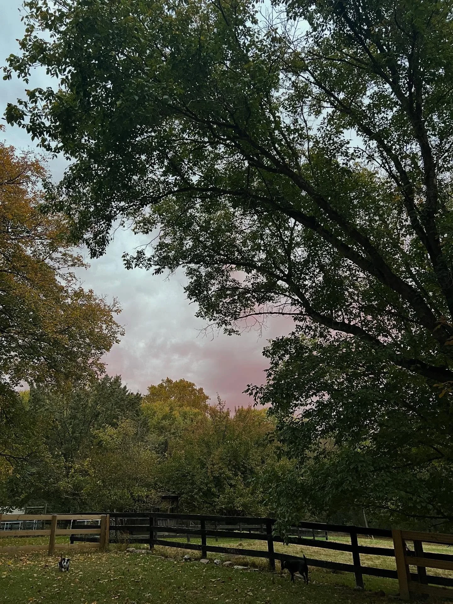 Morning scenes. 🌅🍃🍂🍁🦌