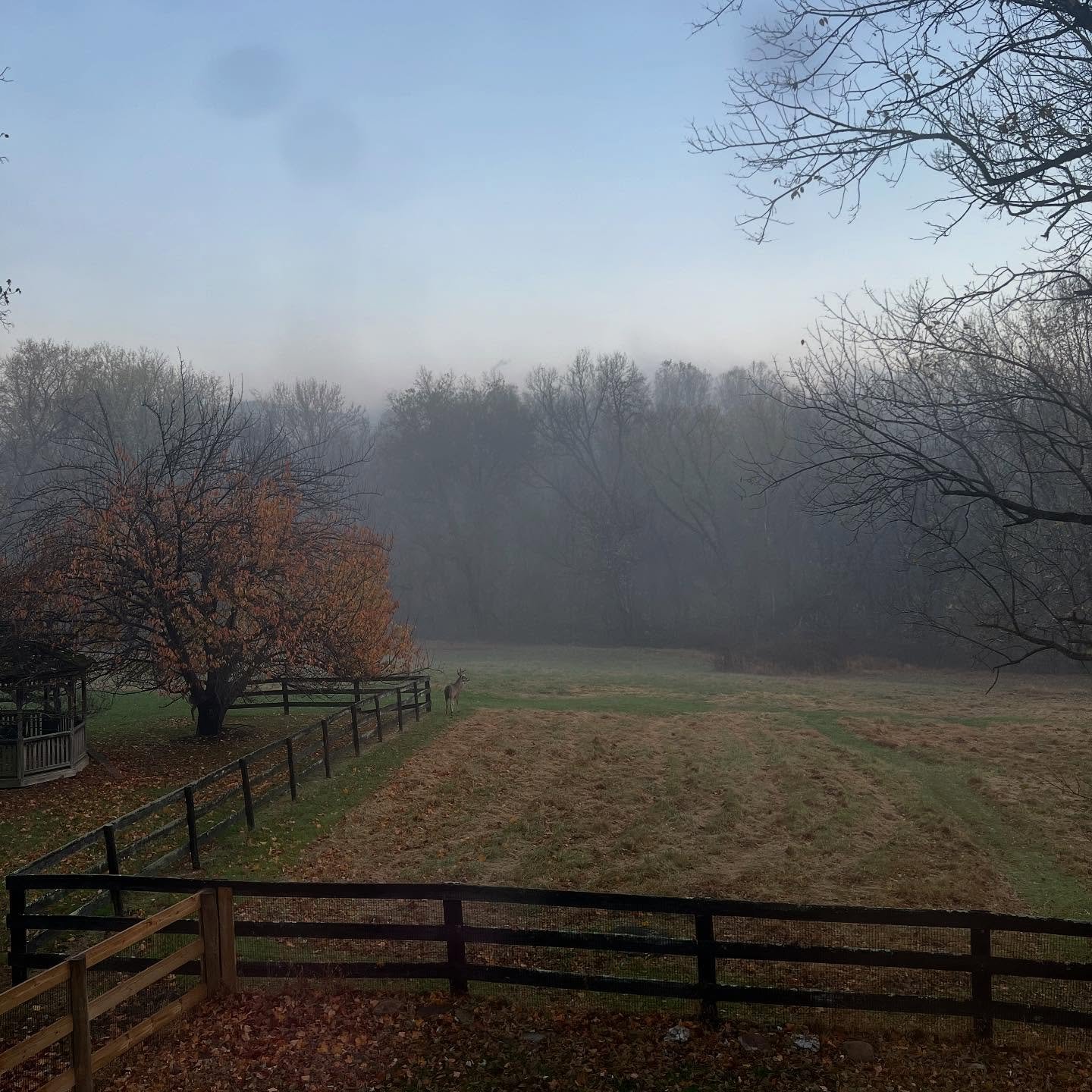 Beautiful buck taking in the morning.

#nova #loudouncountyva #frederickmaryland #loudouncounty #potomac #loudounphotographer