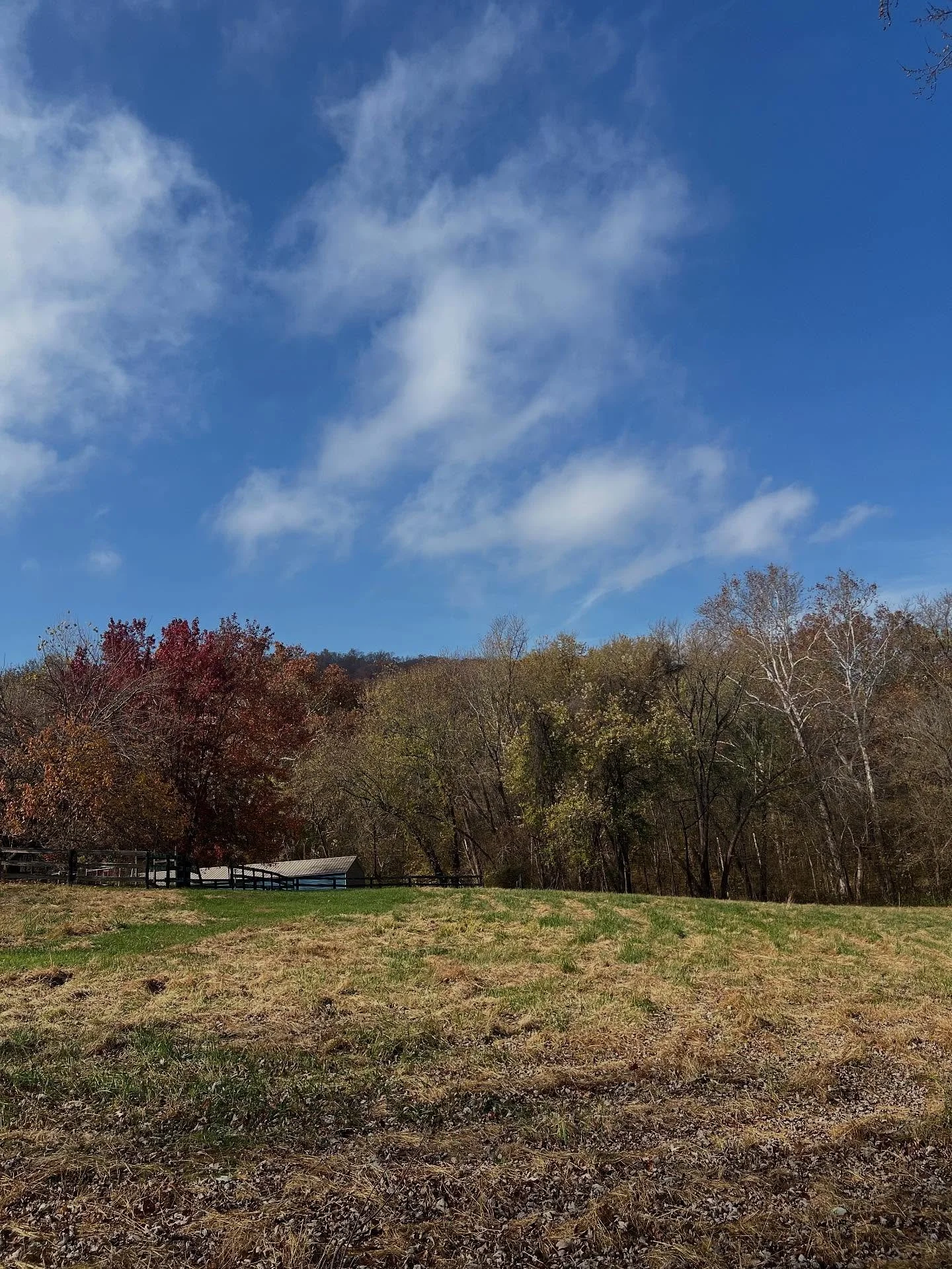 Sunday morning walk through the Wally&rsquo;s Landing woods with Astra. 🍂🐾🍁