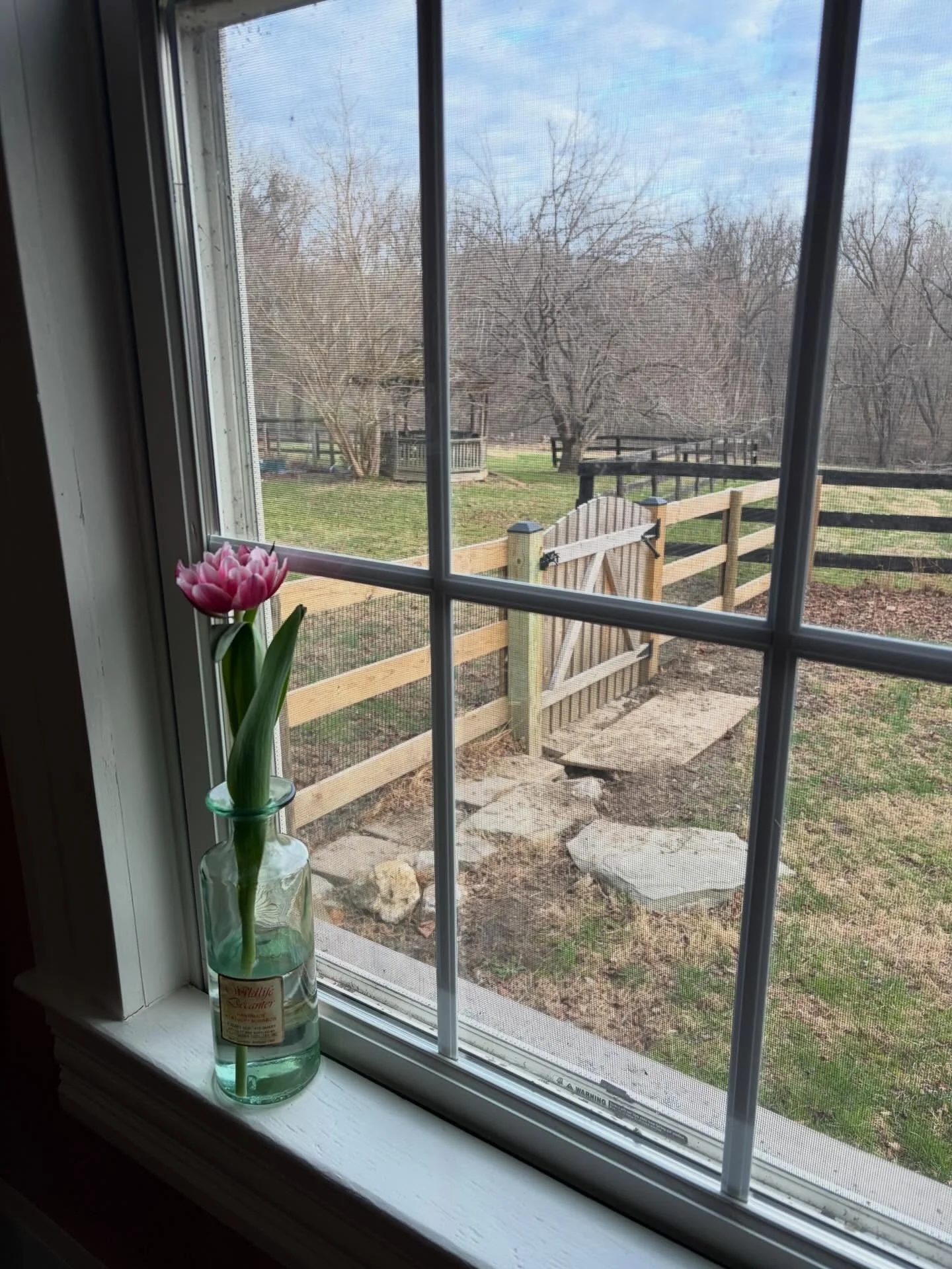 Not quite spring yet, but a @traderjoes peony rose in an old Kentucky Bourbon bottle certainly helps.

#leesburgva #frederickmd #oldhouses