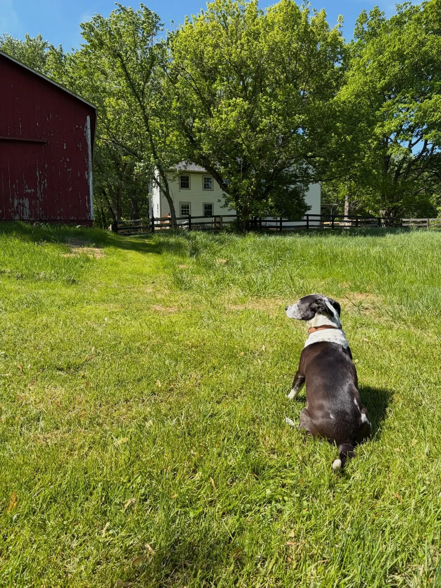 A girl and her namesake property.

#dogsofinstagram #loudouncounty #frederickmd #lucketts
