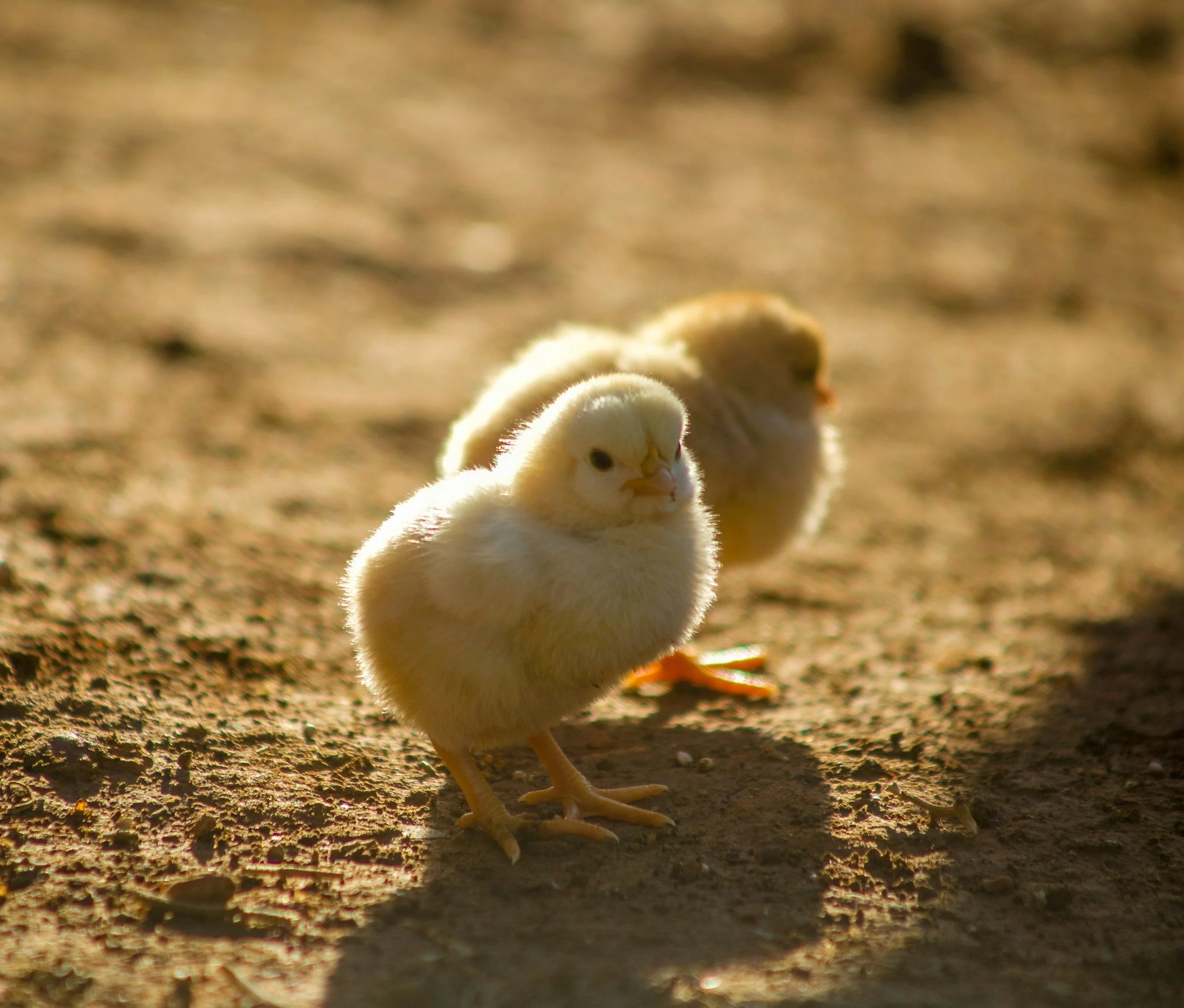 Three fluffy yellow baby chicks walking on a dirt ground.