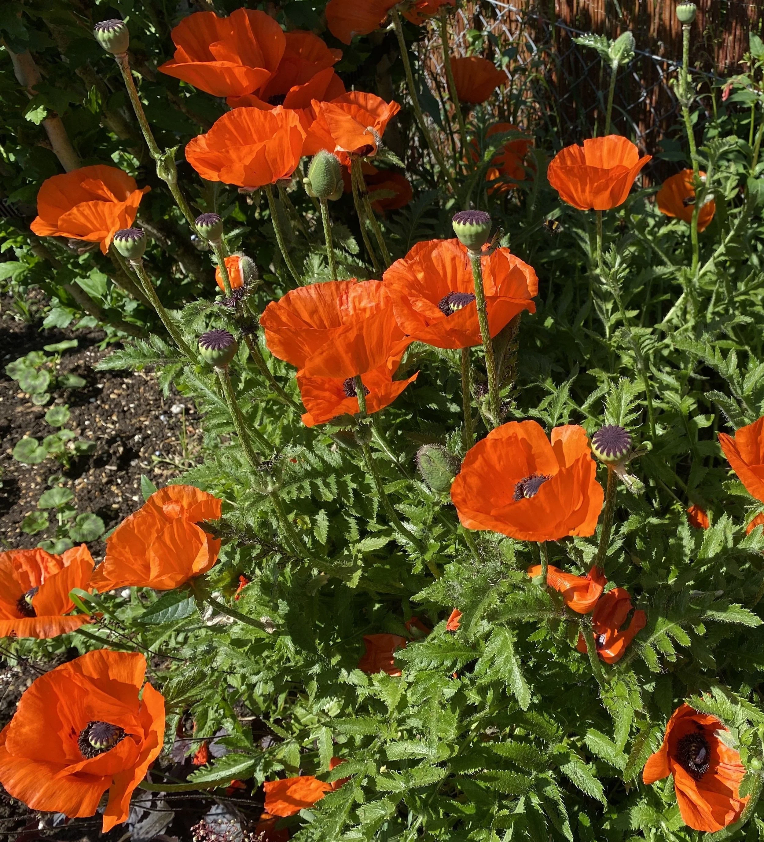 Bright orange poppy flowers with dark centers and green foliage in sunlight.