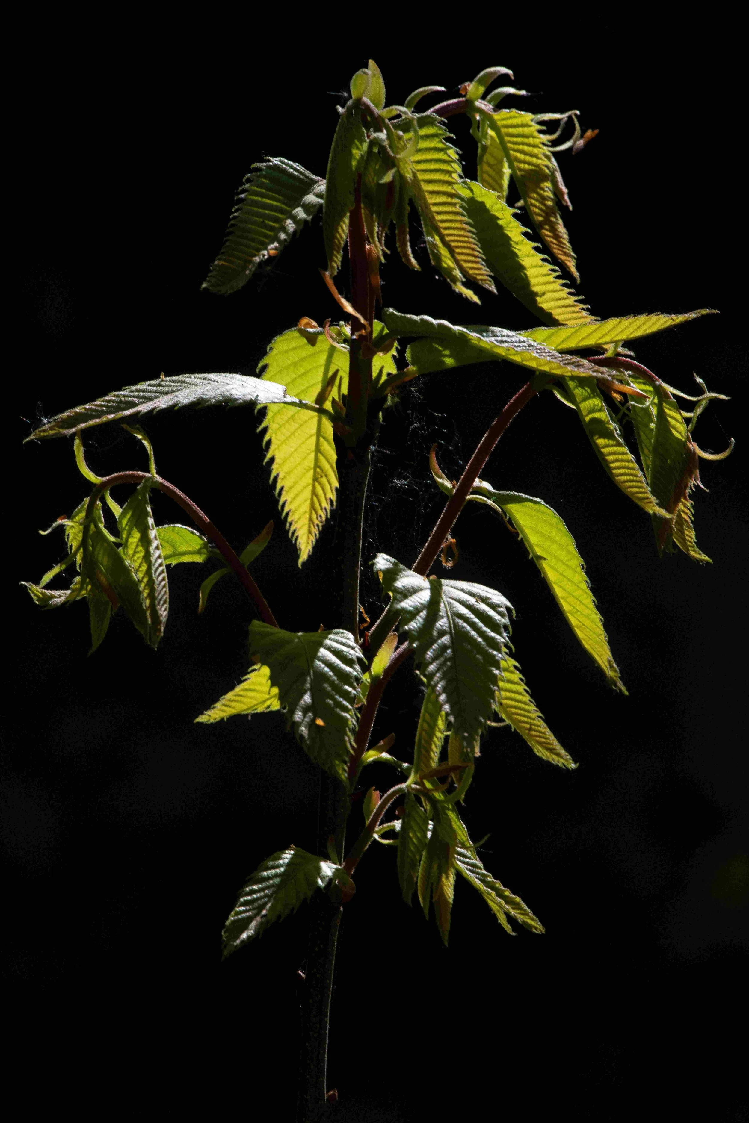 A plant with green leaves against a black background.