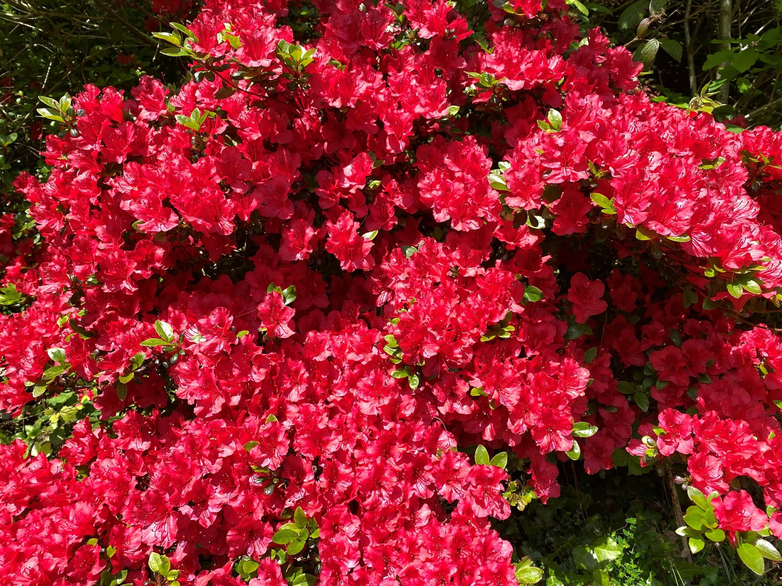 Brightly colored red azalea flowers in full bloom with green leaves surrounding them.
