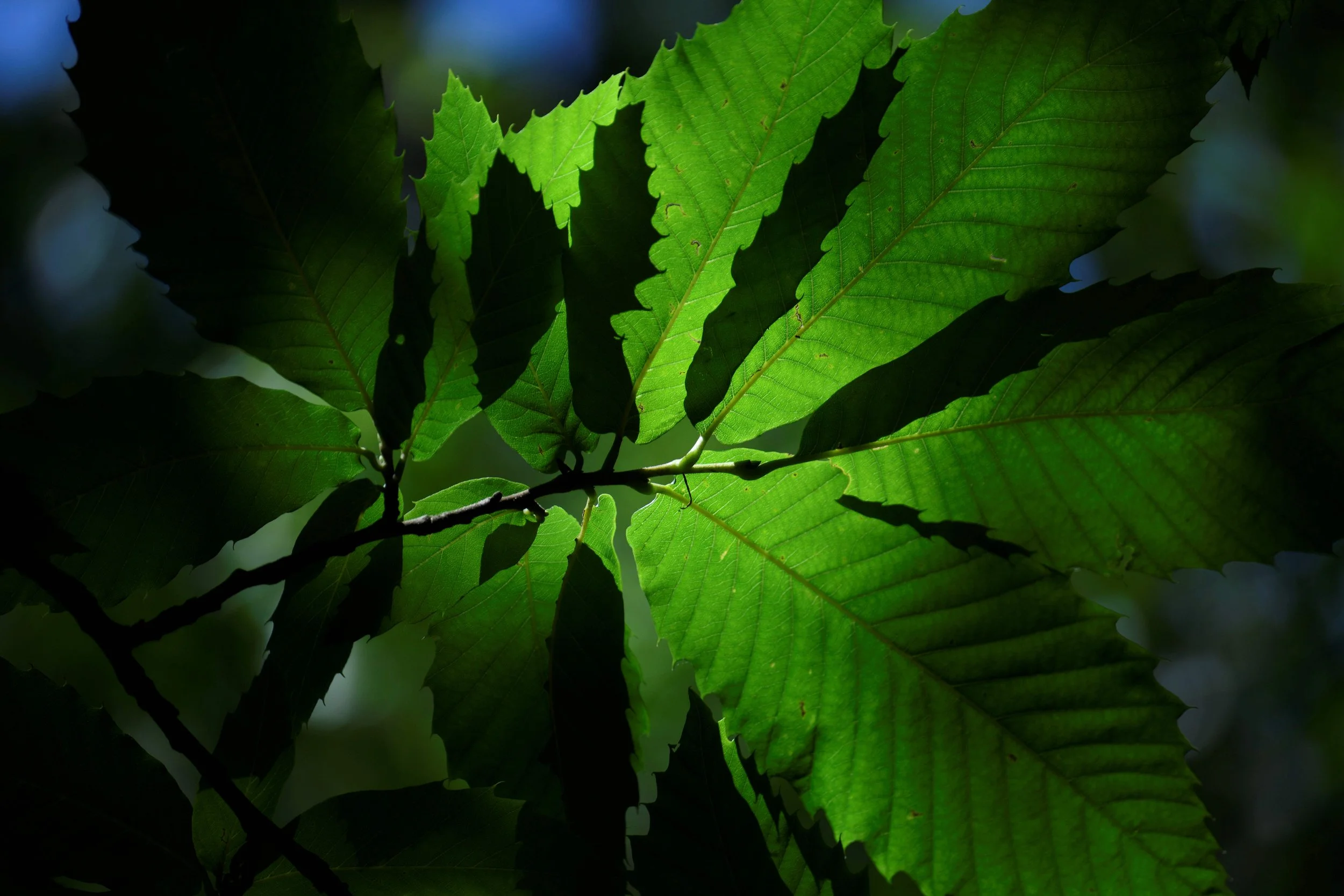 Close-up of green leaves with veins, illuminated by sunlight, with a dark background.