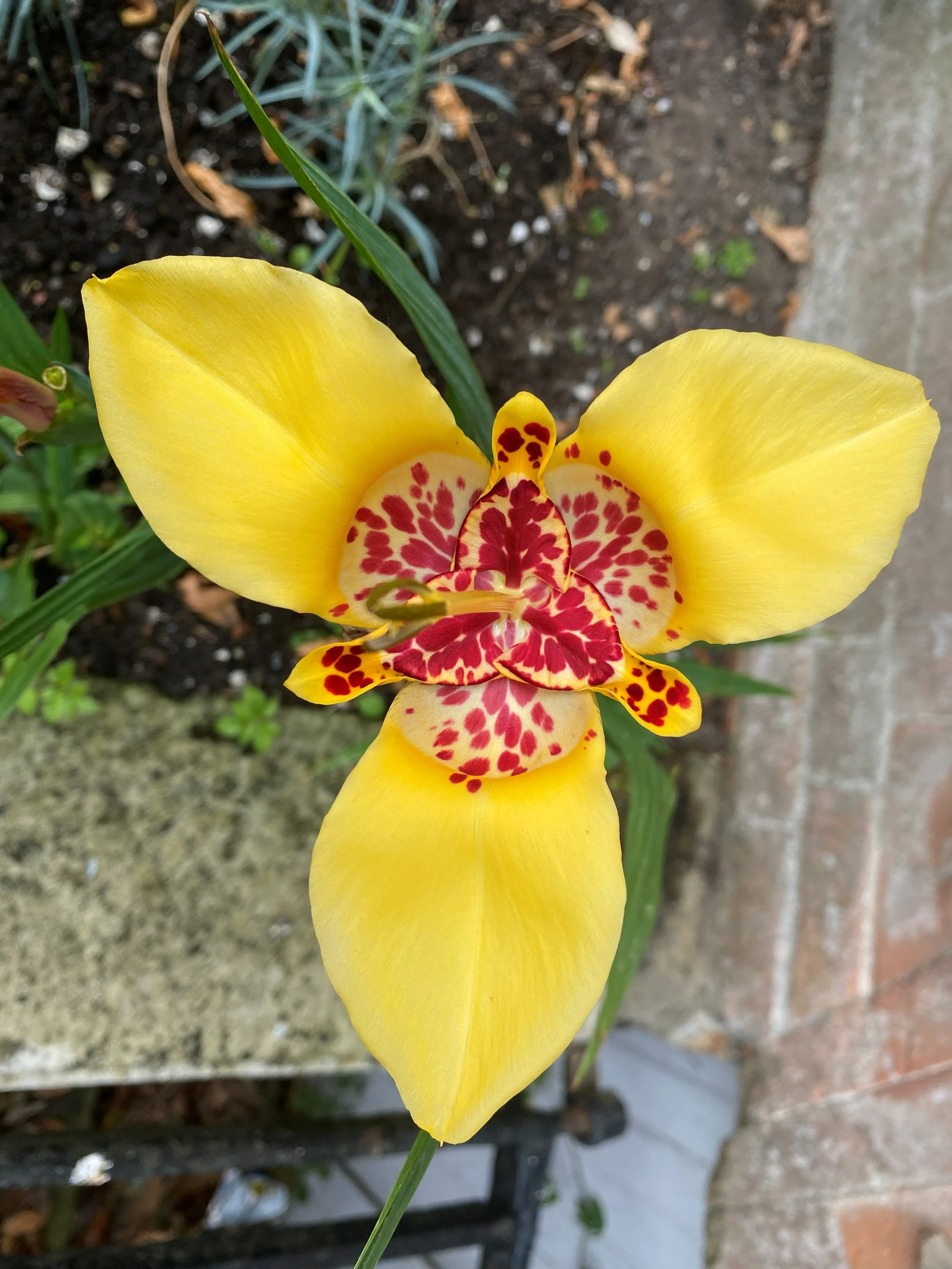 Close-up of a yellow orchid flower with red markings on its petals, growing in a garden bed with soil and a brick edge.