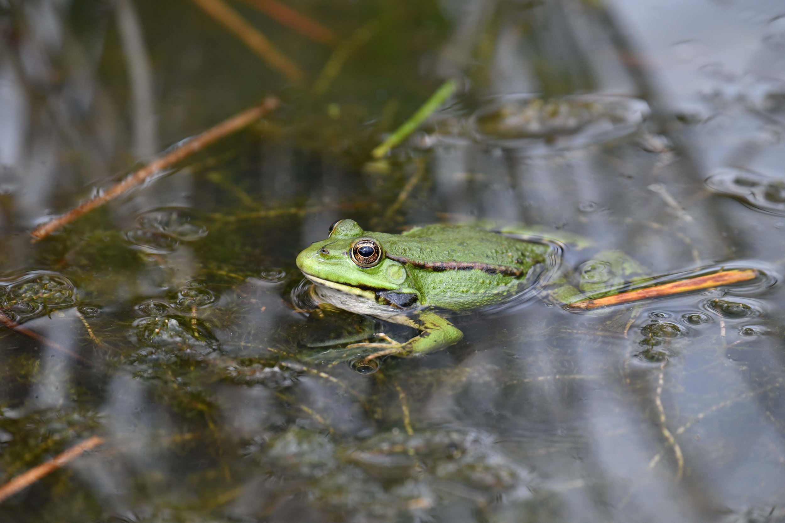 A green frog partially submerged in water, surrounded by submerged grass and sticks.