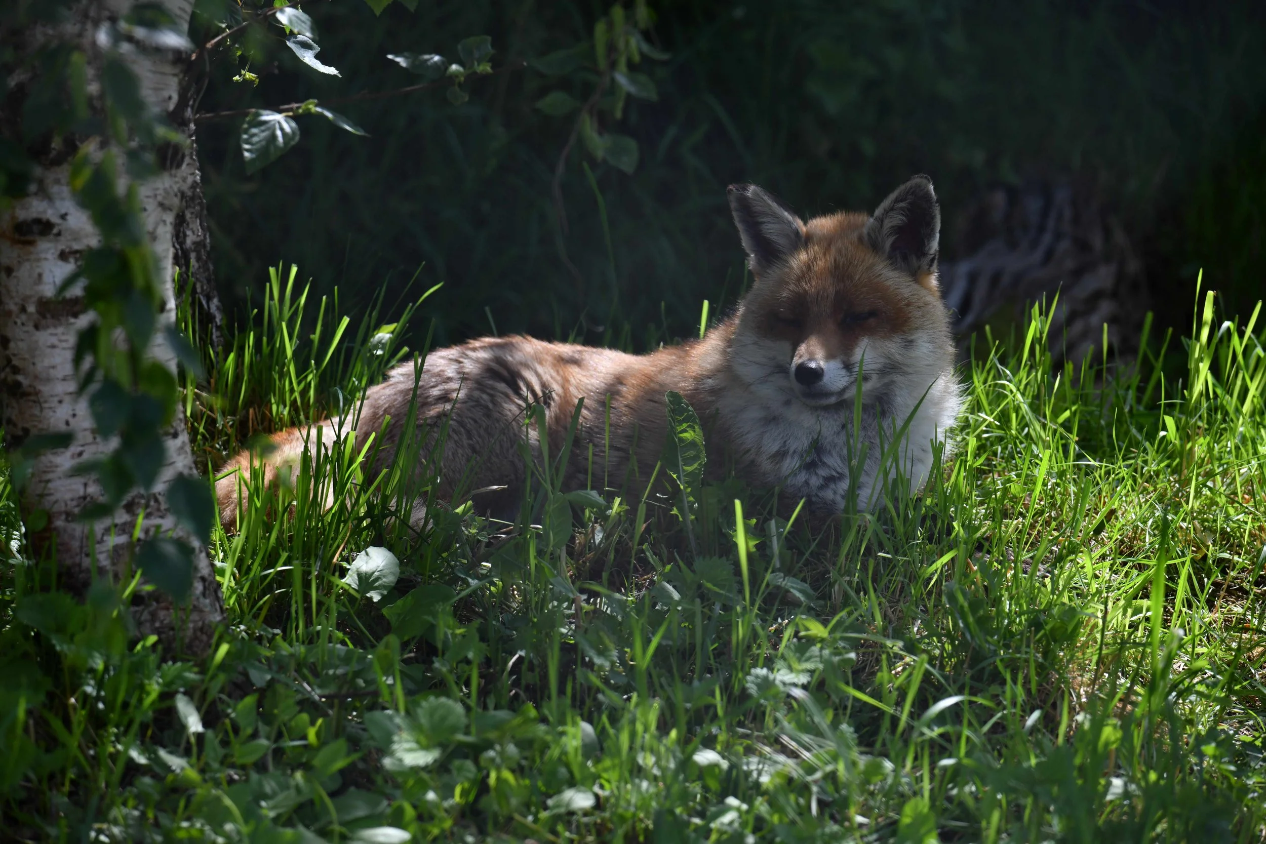 A fox resting in tall green grass next to a tree trunk, with a dark background of dense foliage.