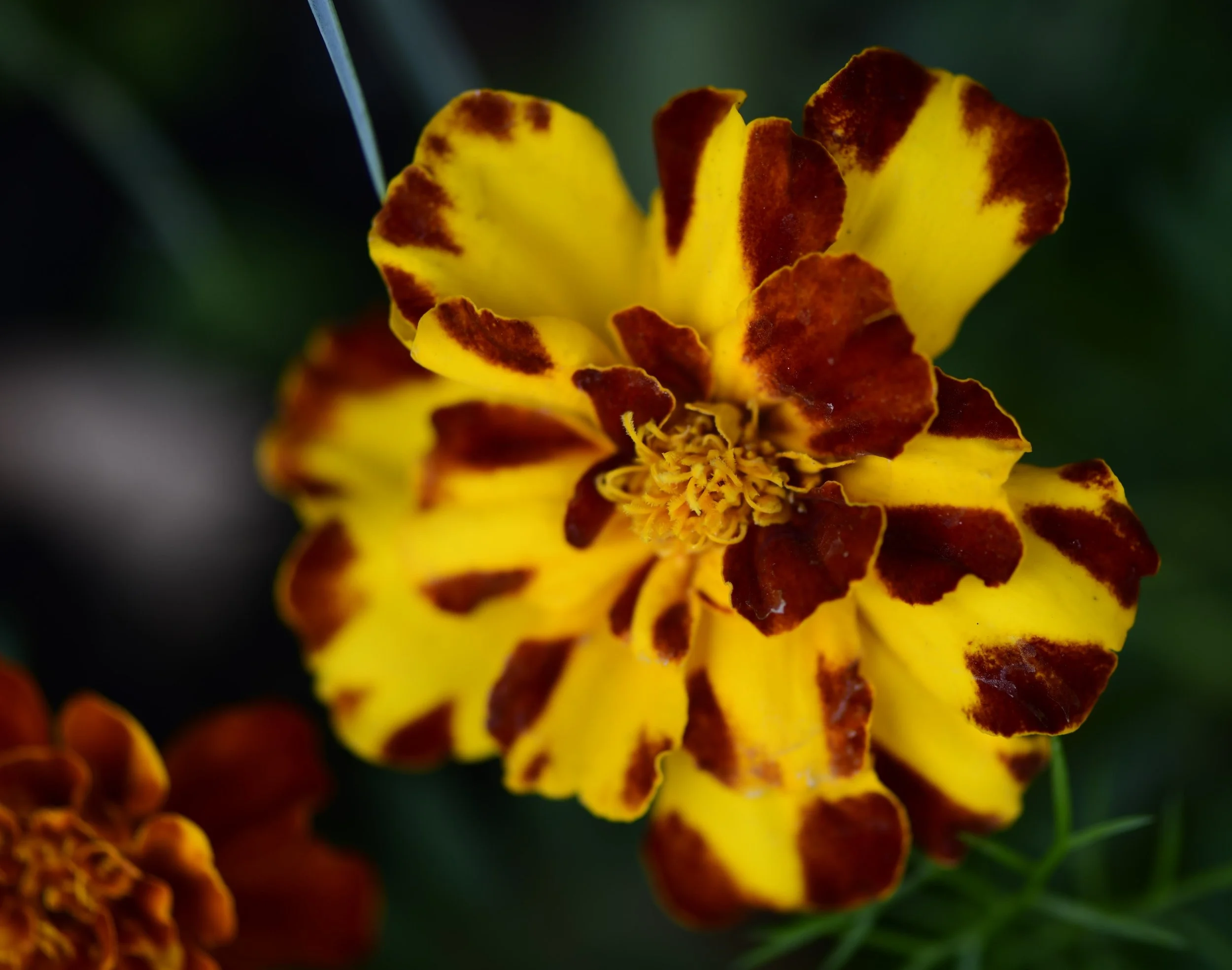 Close-up of a yellow flower with brown streaks on its petals and intricate yellow stamens inside.