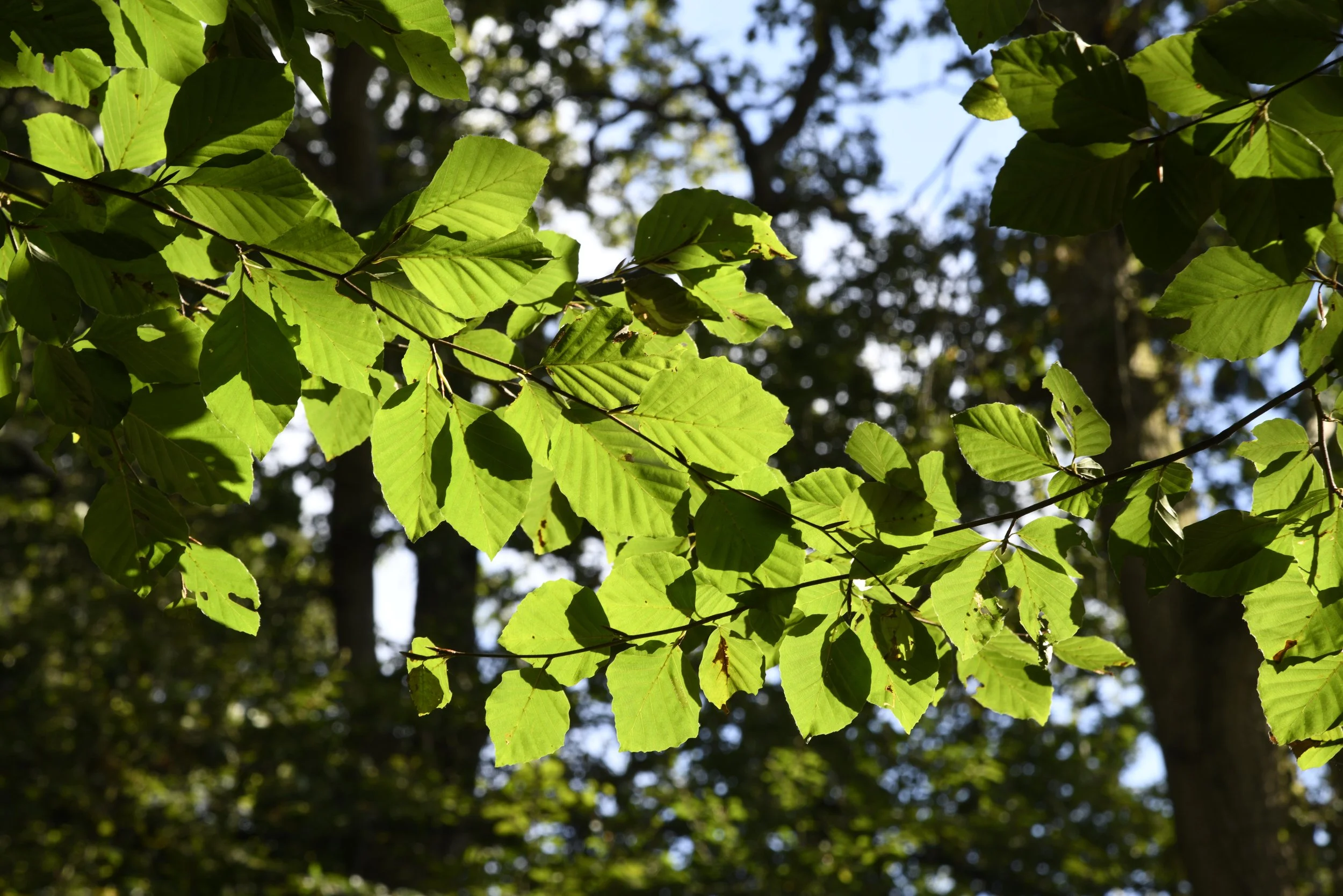 Green leaves on tree branches with sunlight filtering through, background of blurry trees.