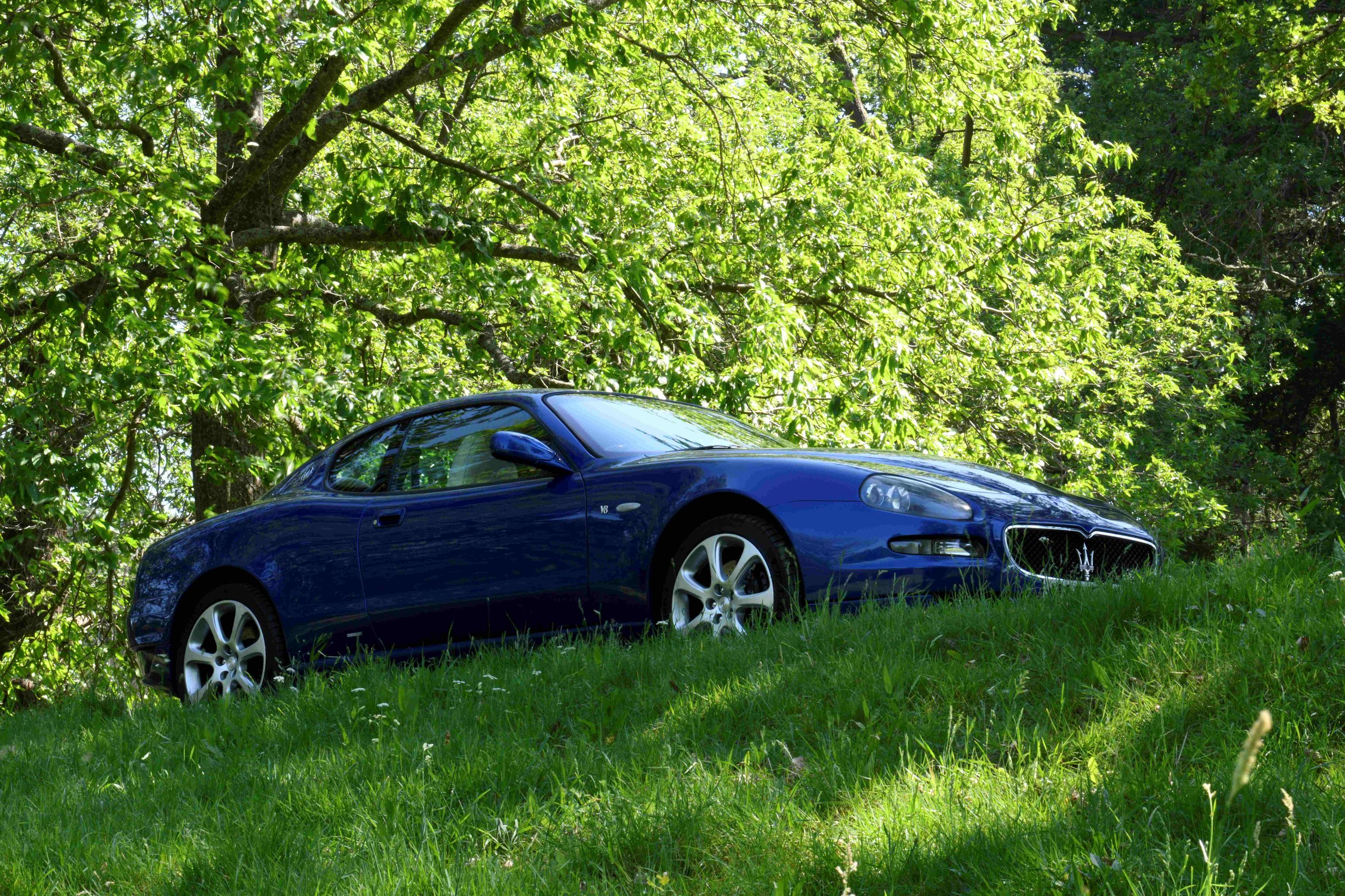 A blue Maserati sports car parked on grass beneath a large leafy tree in a lush, green outdoor setting.