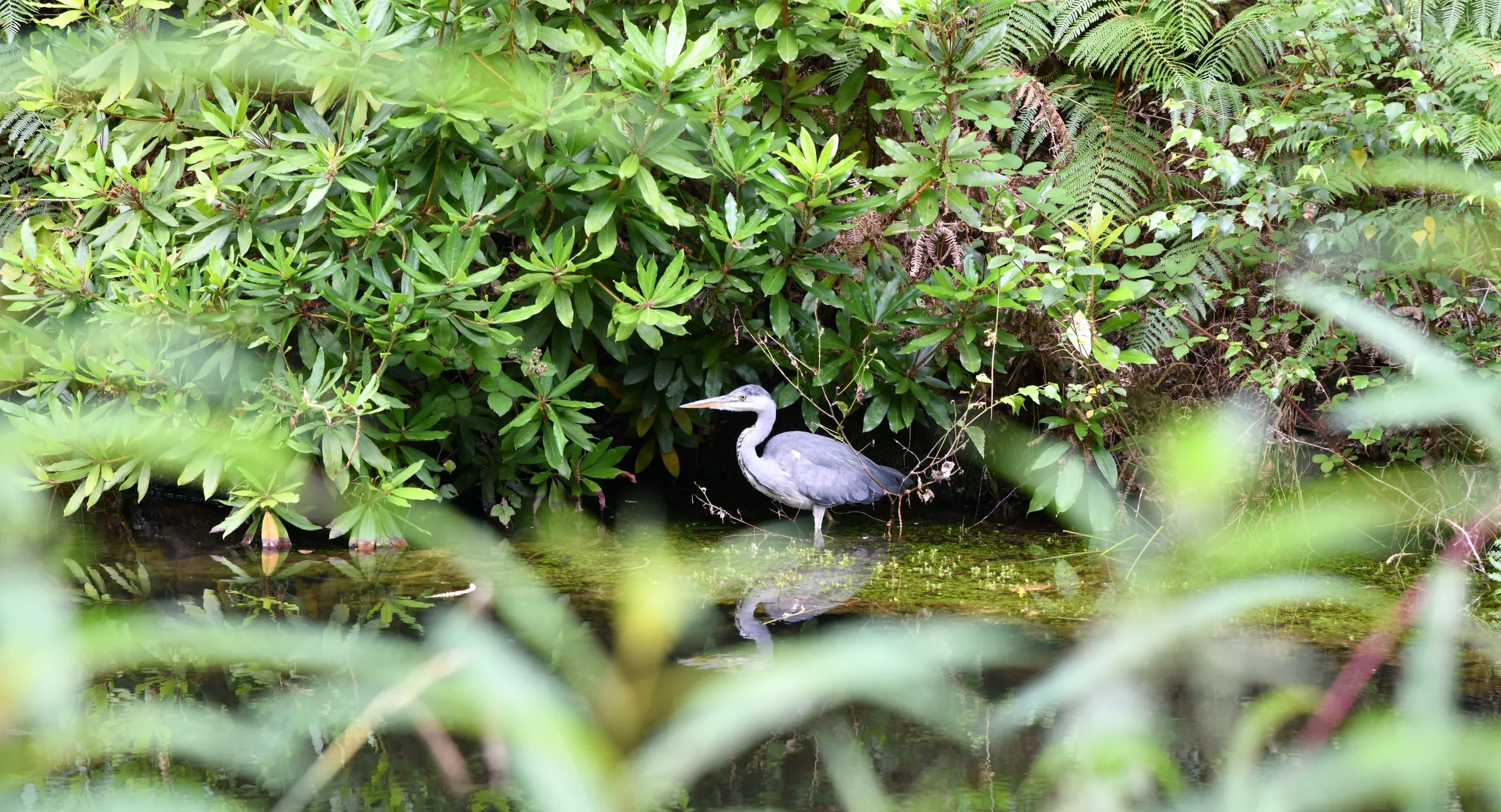 A heron standing in a small body of water surrounded by lush green foliage and fern plants.