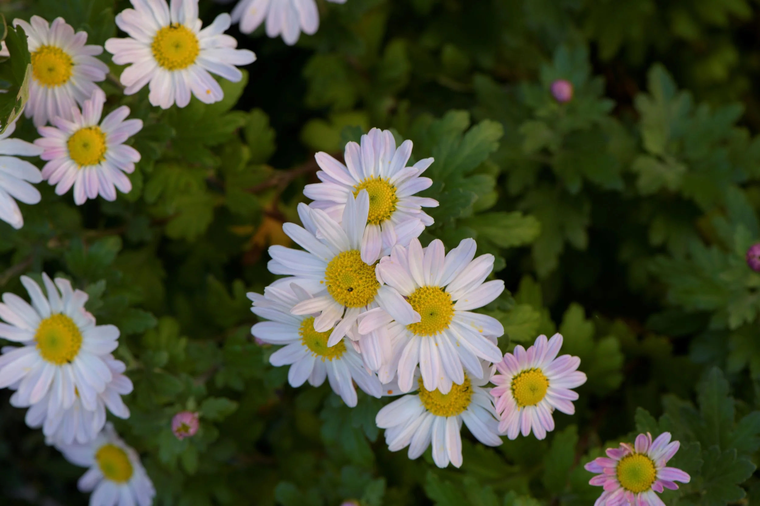 _DSC57079.png