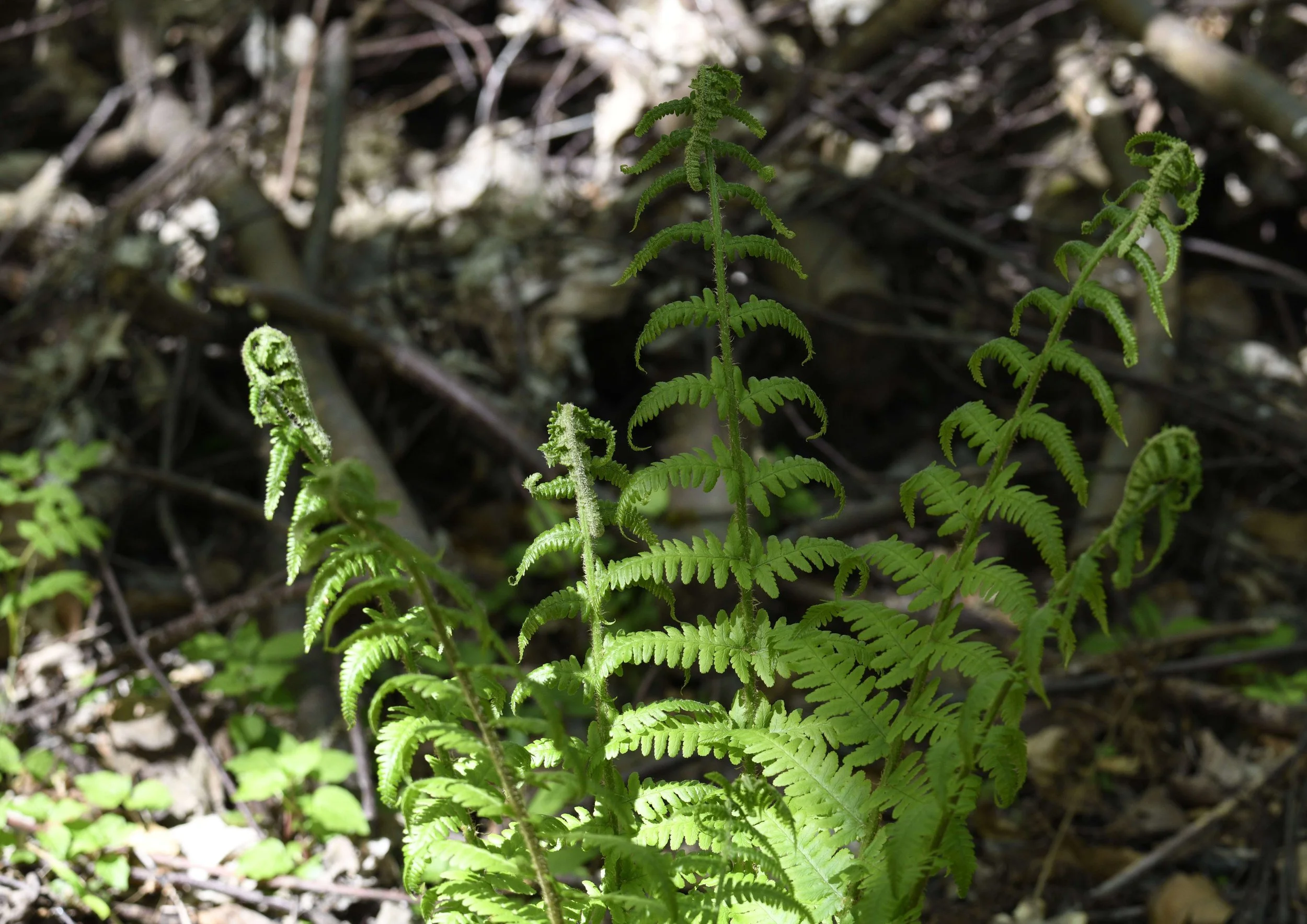 Close-up of green fern plant with detailed fronds growing in a forest floor.