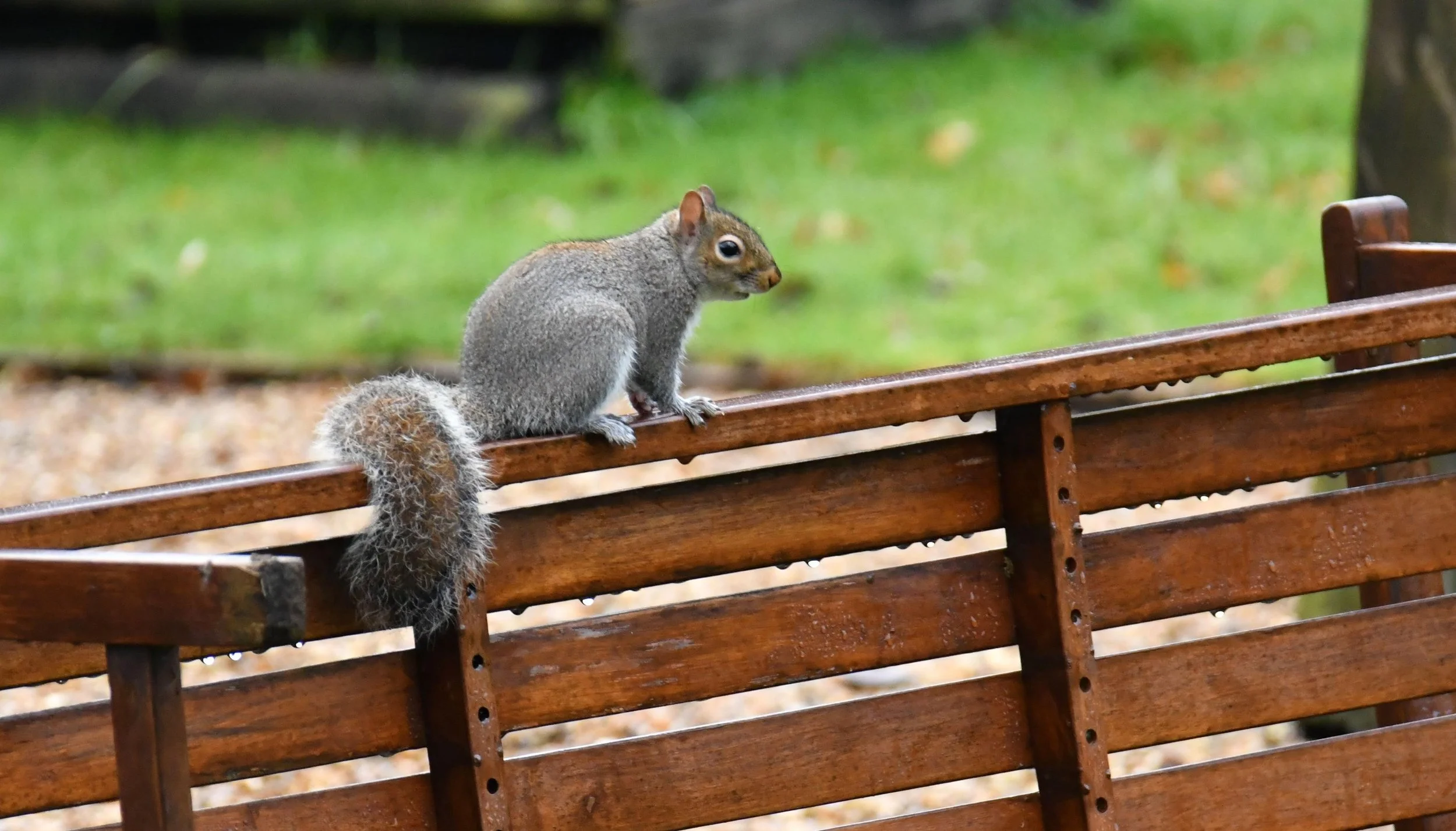 A squirrel sitting on a wooden park bench with a green grassy background.