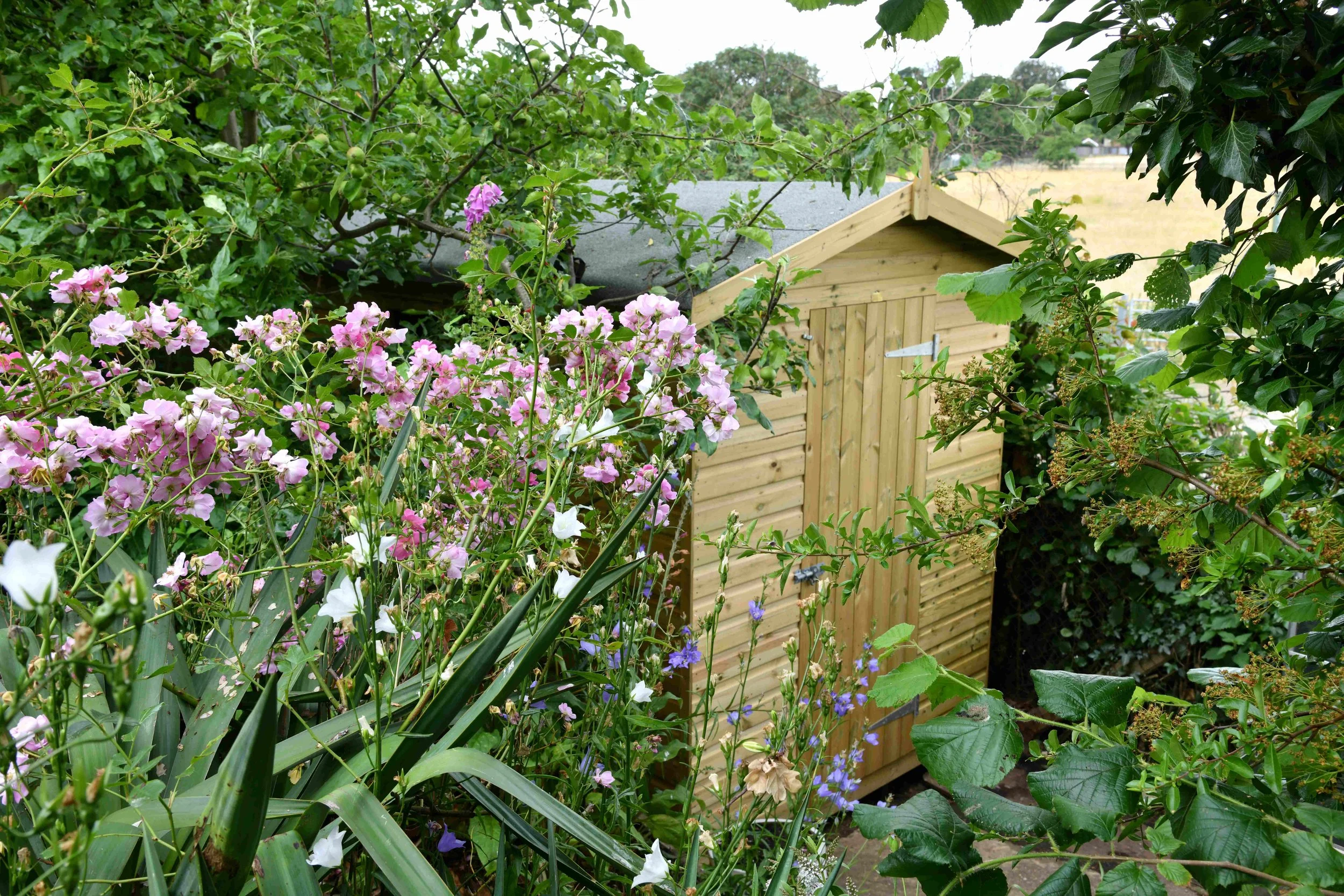 A wooden garden shed surrounded by pink and purple flowers and green foliage in a garden.