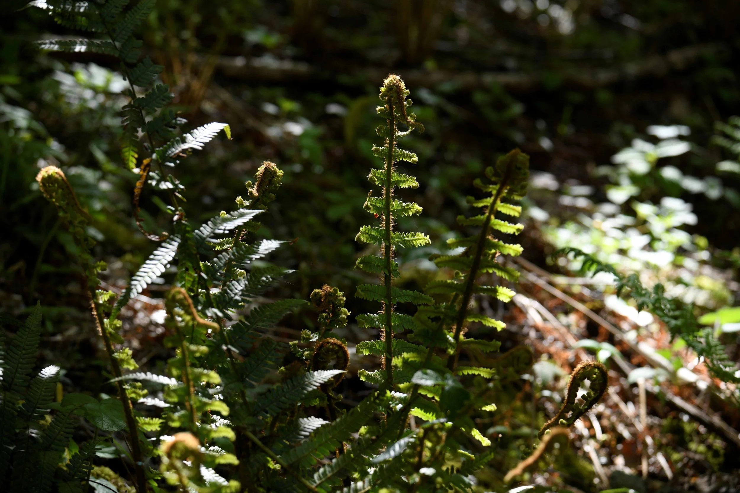 Close-up of green fern plants sprouting in a forest with sunlight filtering through the trees.