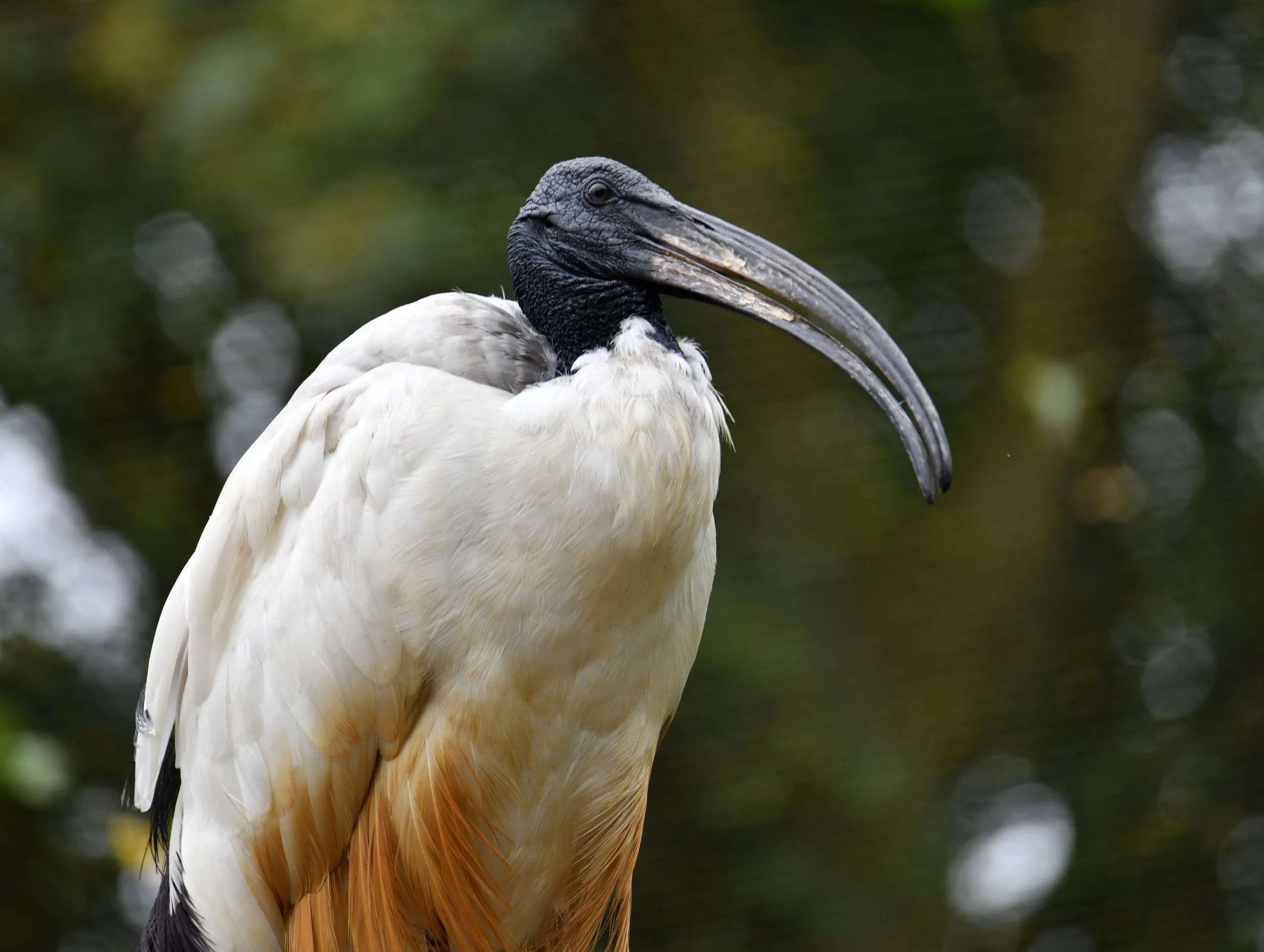 Close-up of a large bird with a long, curved beak and black head, surrounded by blurred green and white background.