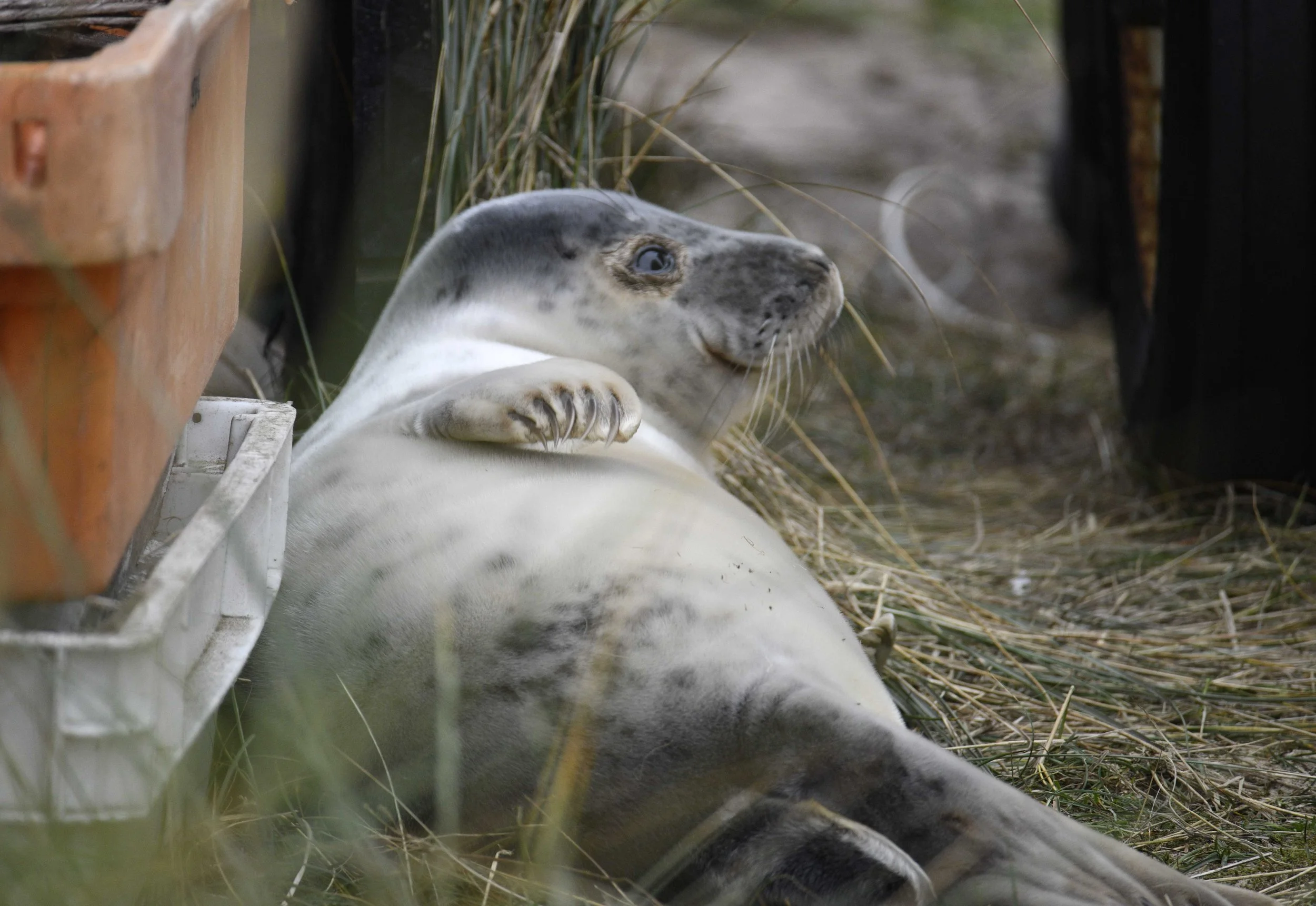 A young seal lying on its side on the ground, surrounded by dried grass and wooden structures.