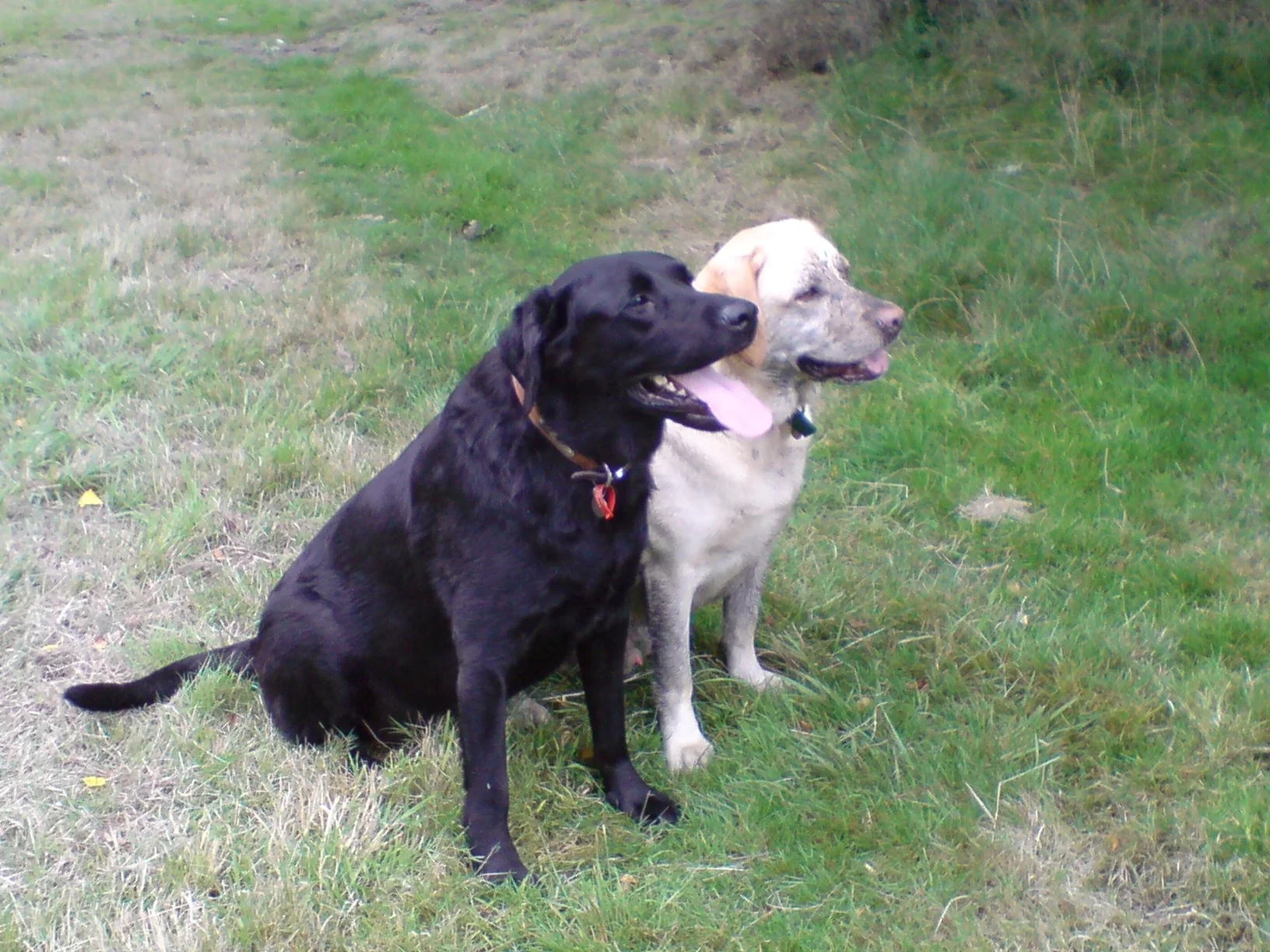 Two dogs sitting on grass in a park, one black and one light-colored, both with tongues out.