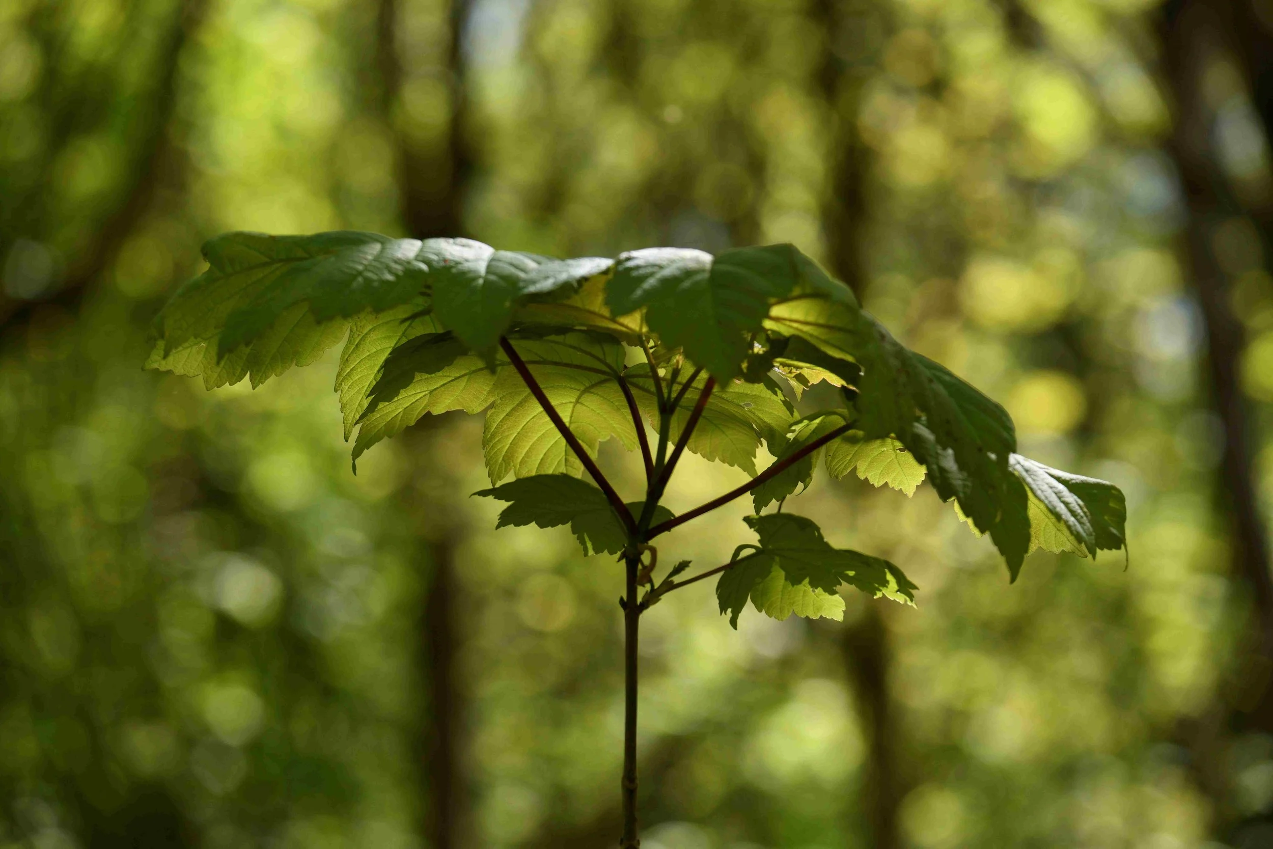 Close-up of green leaves on a branch in sunlight with blurred background of trees or forest