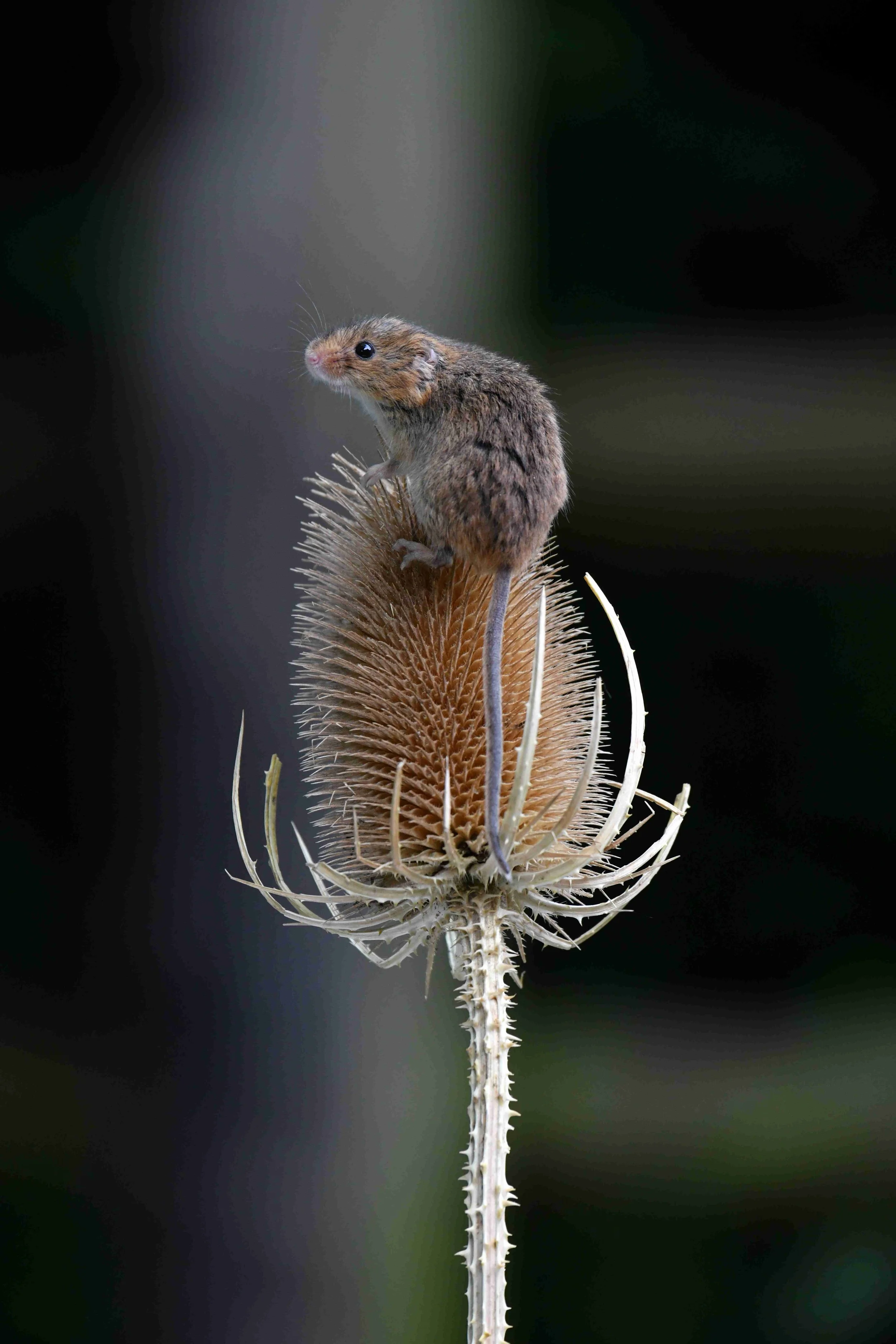 A tiny rodent perched on the dried top of a large plant stem with a dark blurred background.