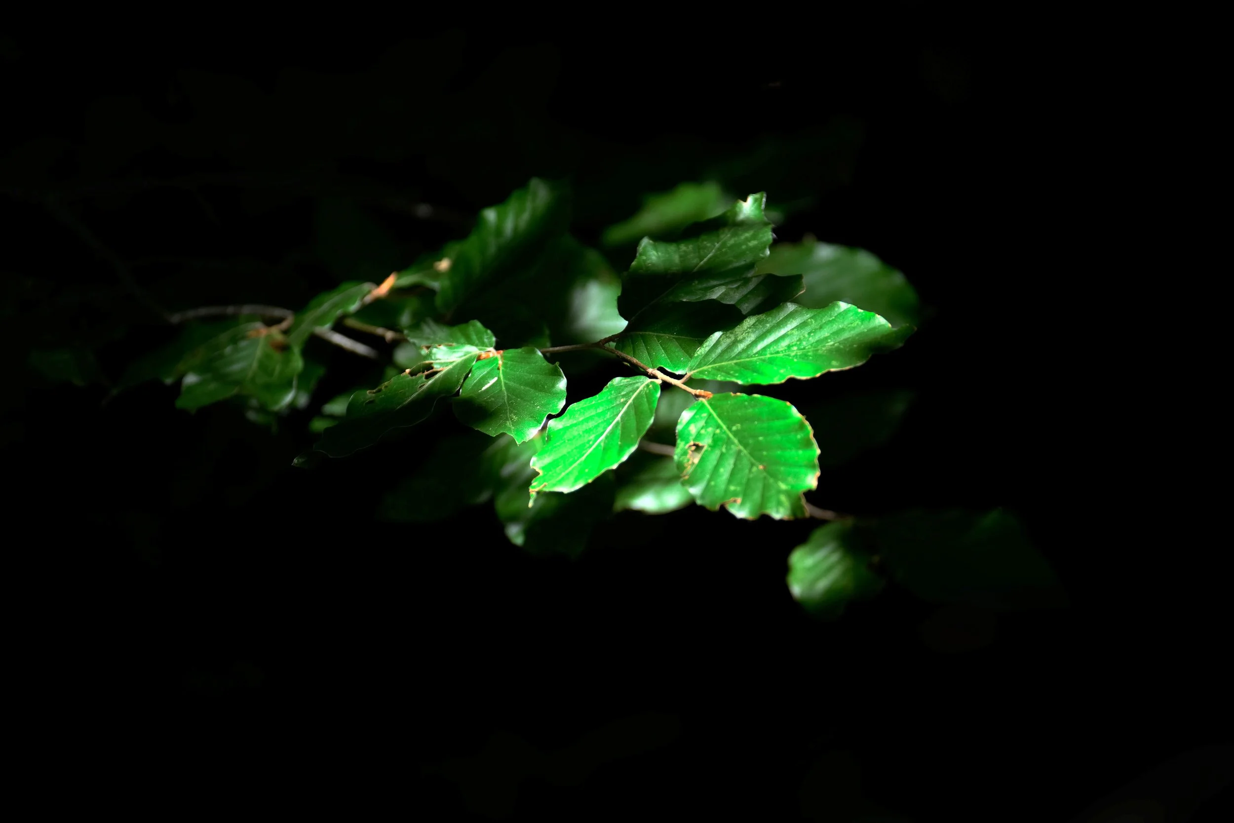 Close-up of green leaves illuminated in darkness.