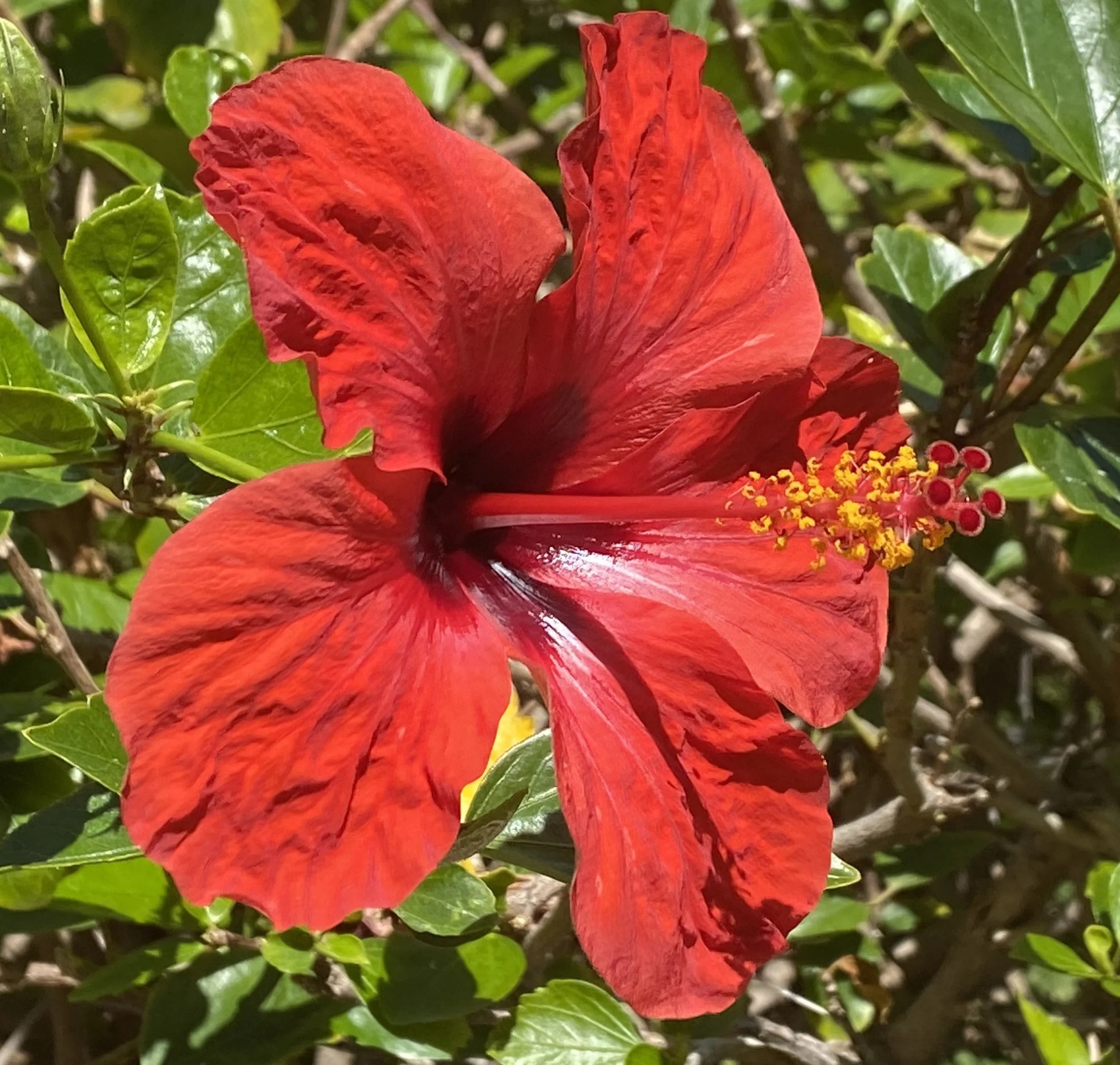 Close-up of a bright red hibiscus flower with green leaves and stems in the background.