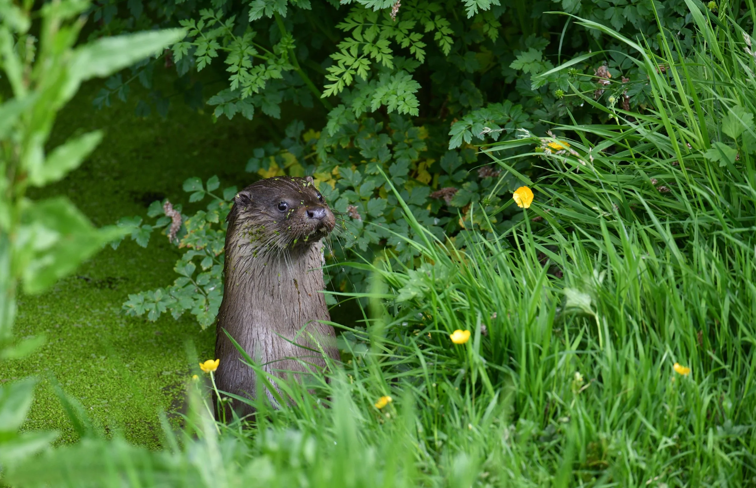 A wet otter standing upright surrounded by green plants and yellow flowers in a lush outdoor setting.