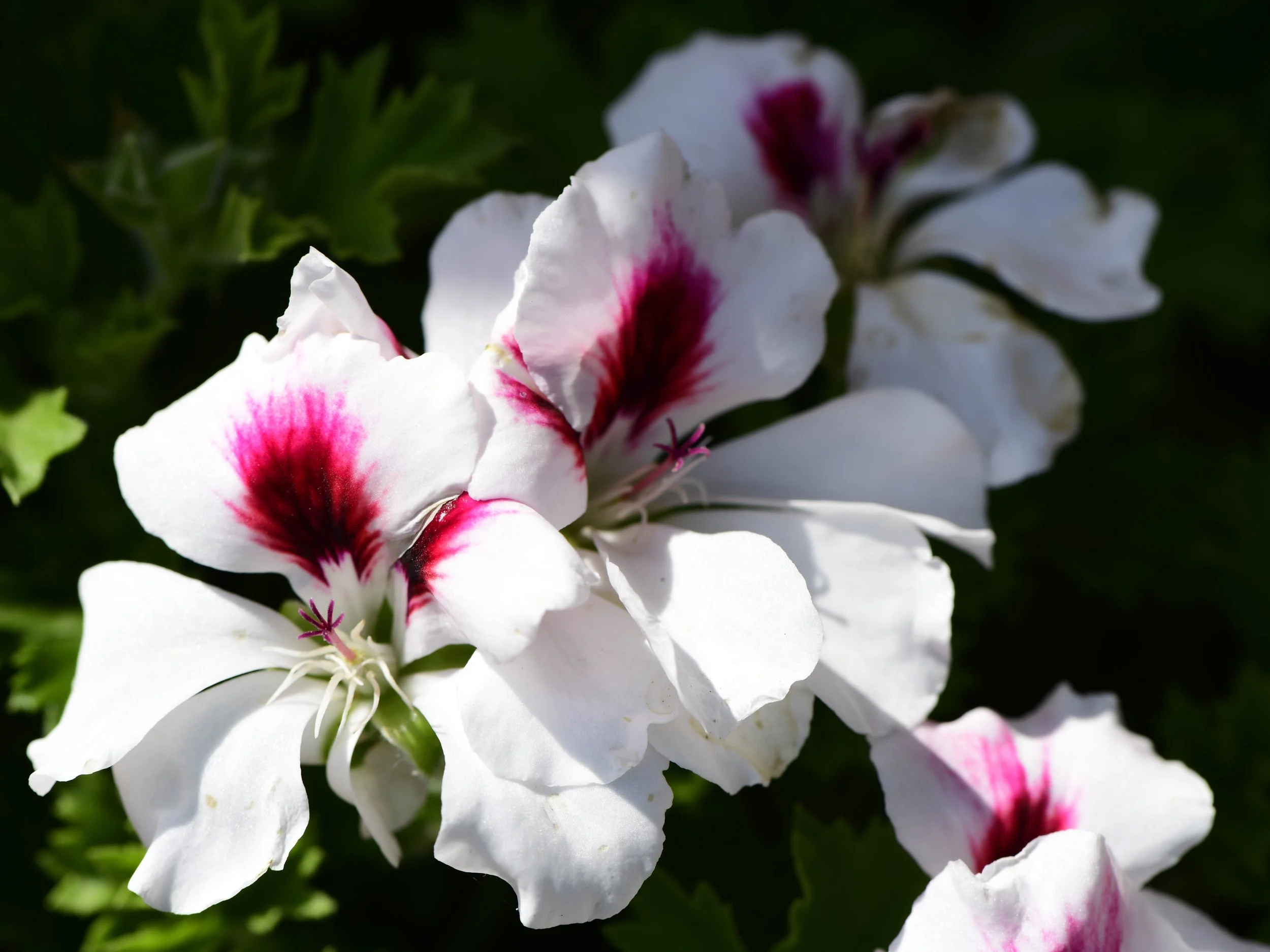 Close-up of white and pink geranium flowers with dark green background.