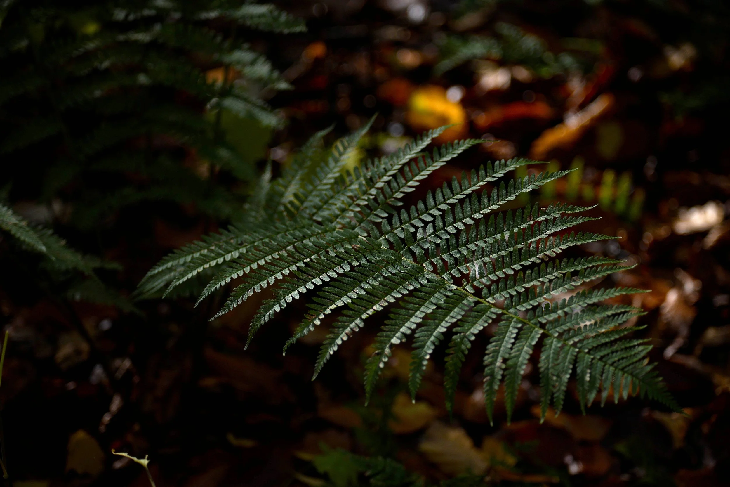Close-up of green fern leaves in a natural forest environment with blurred background.